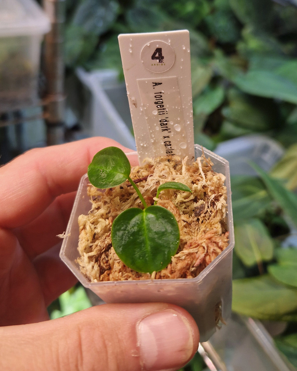 Anthurium forgetii 'dark' x carlablackiae RA unnumbered