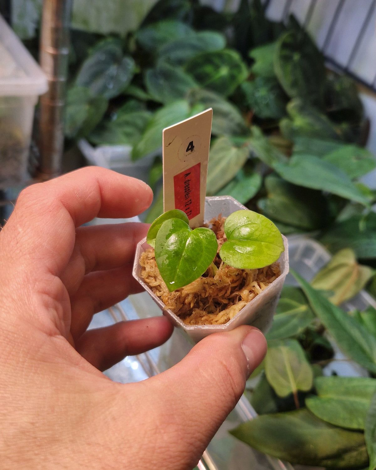 Anthurium dressleri T2 x T1