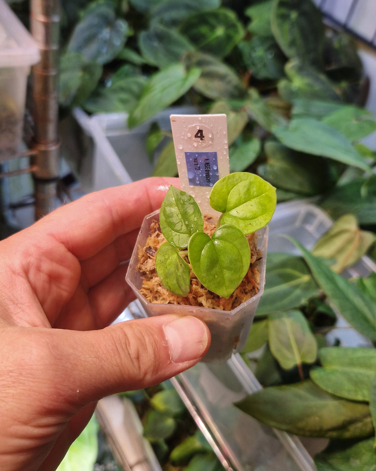 Anthurium dressleri NSE variegata x T2