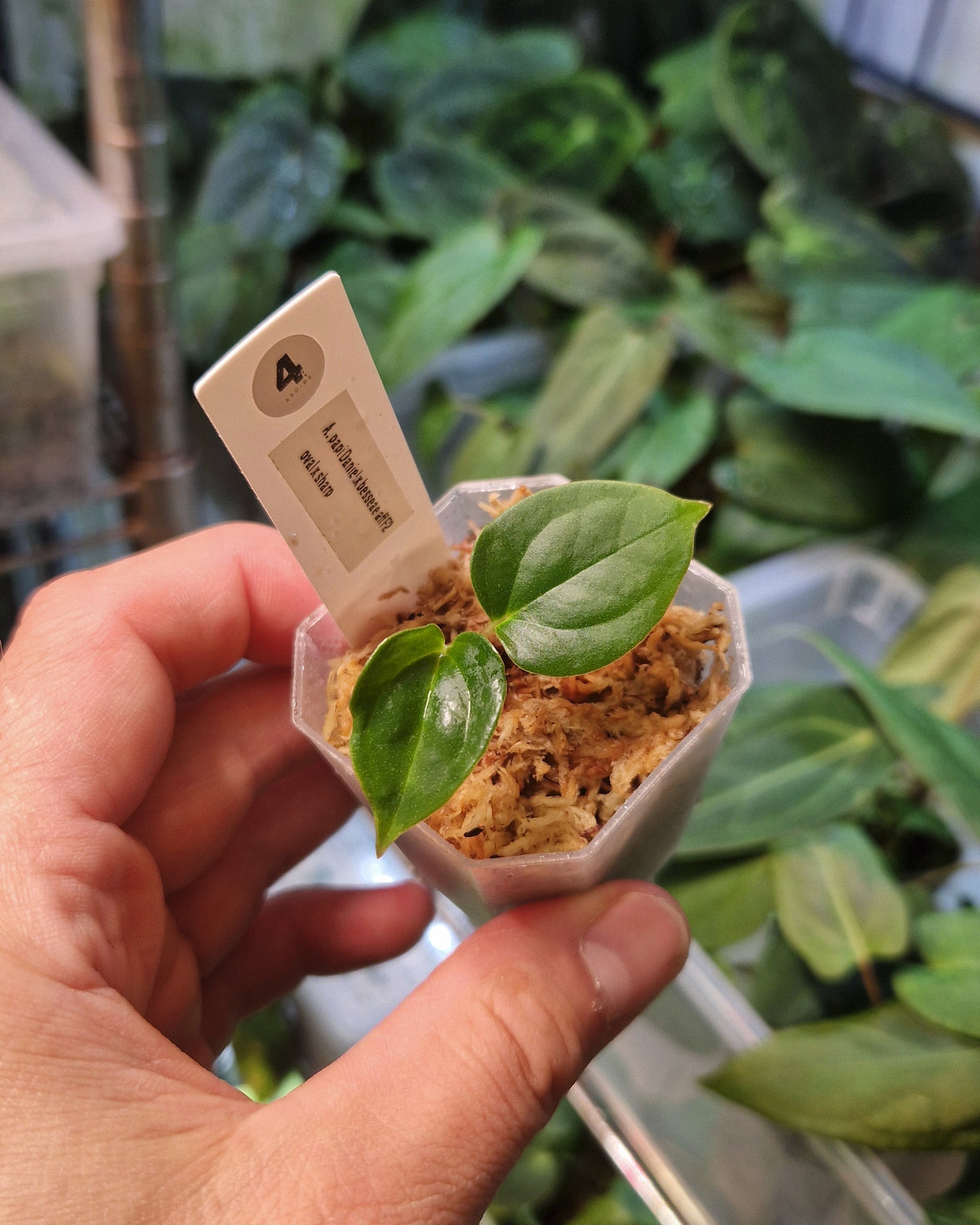 Anthurium papillilaminum Daniel x besseae aff F2 (oval x sharp)