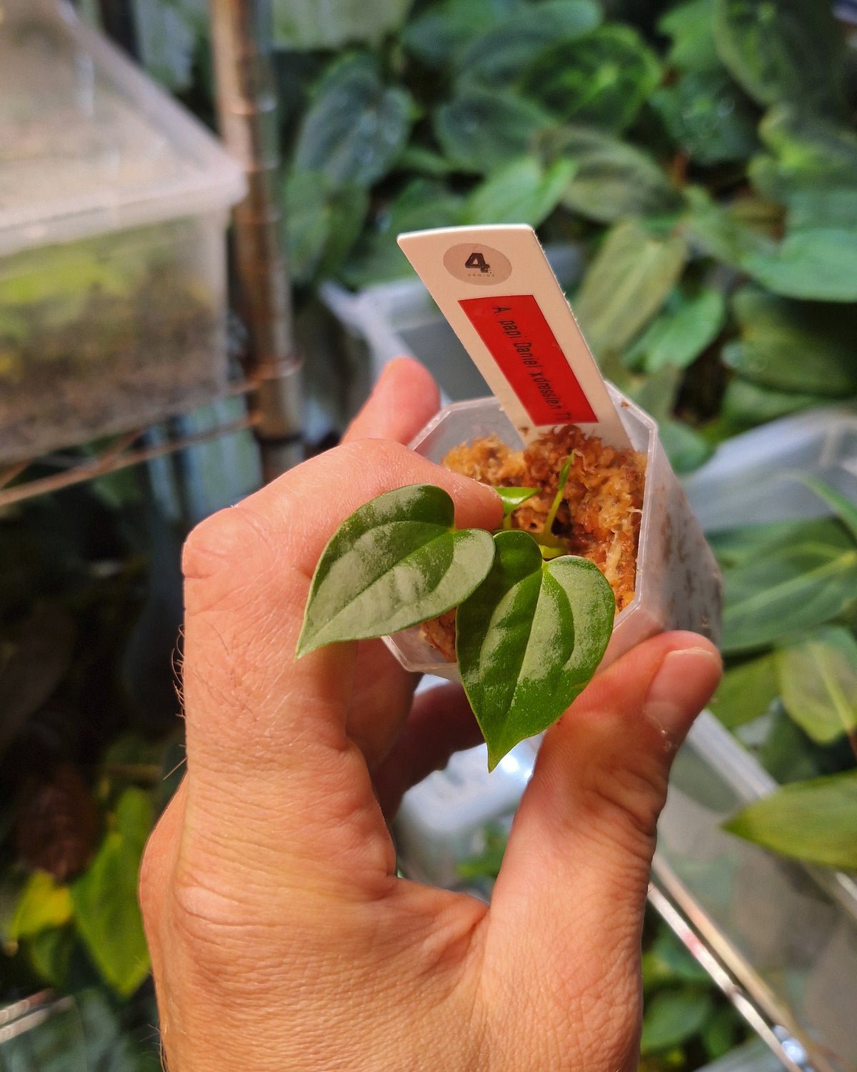Anthurium papillilaminum 'Daniel' x dressleri T1