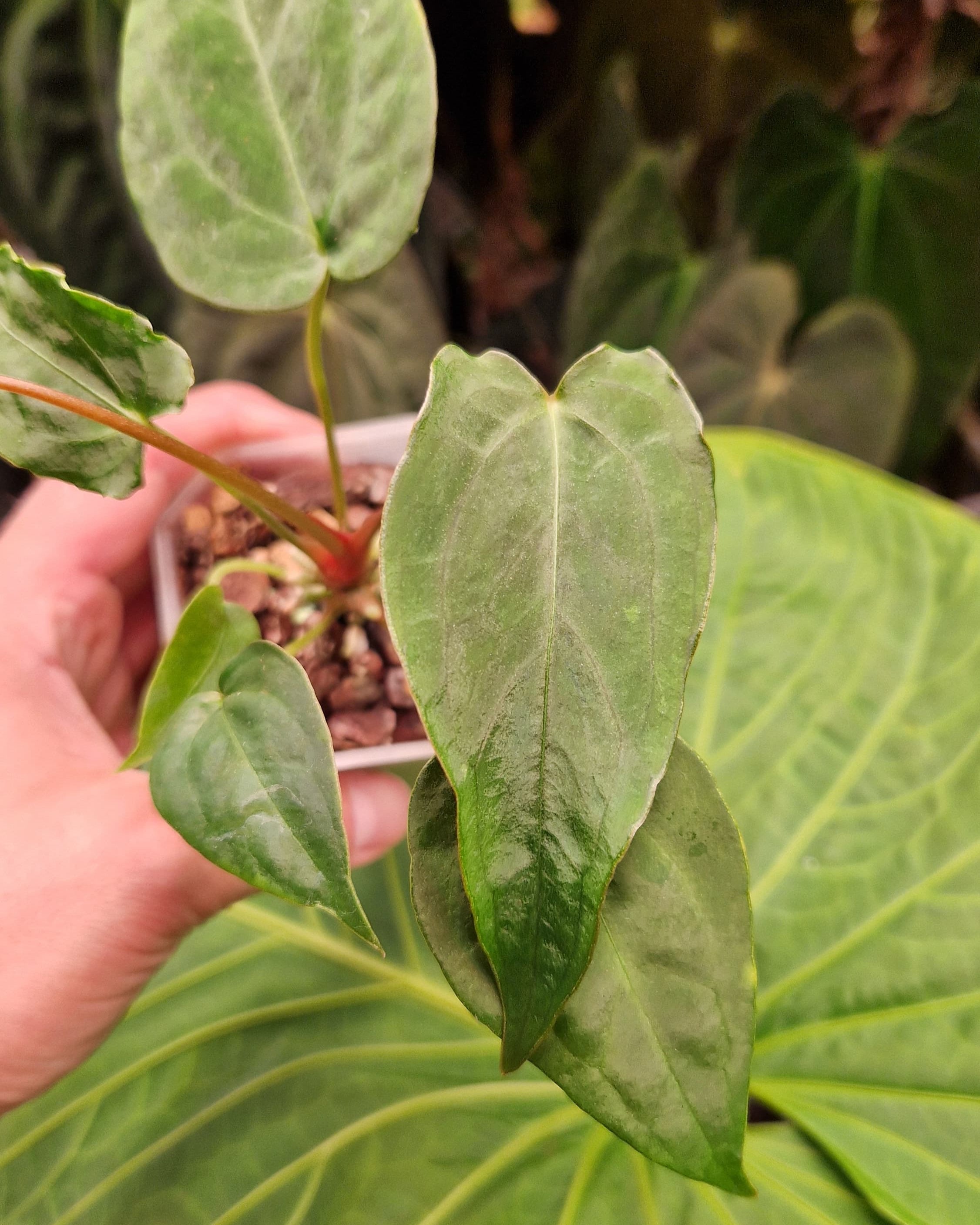 Anthurium Magnificum x Papillilaminum Daniel - Mutation
