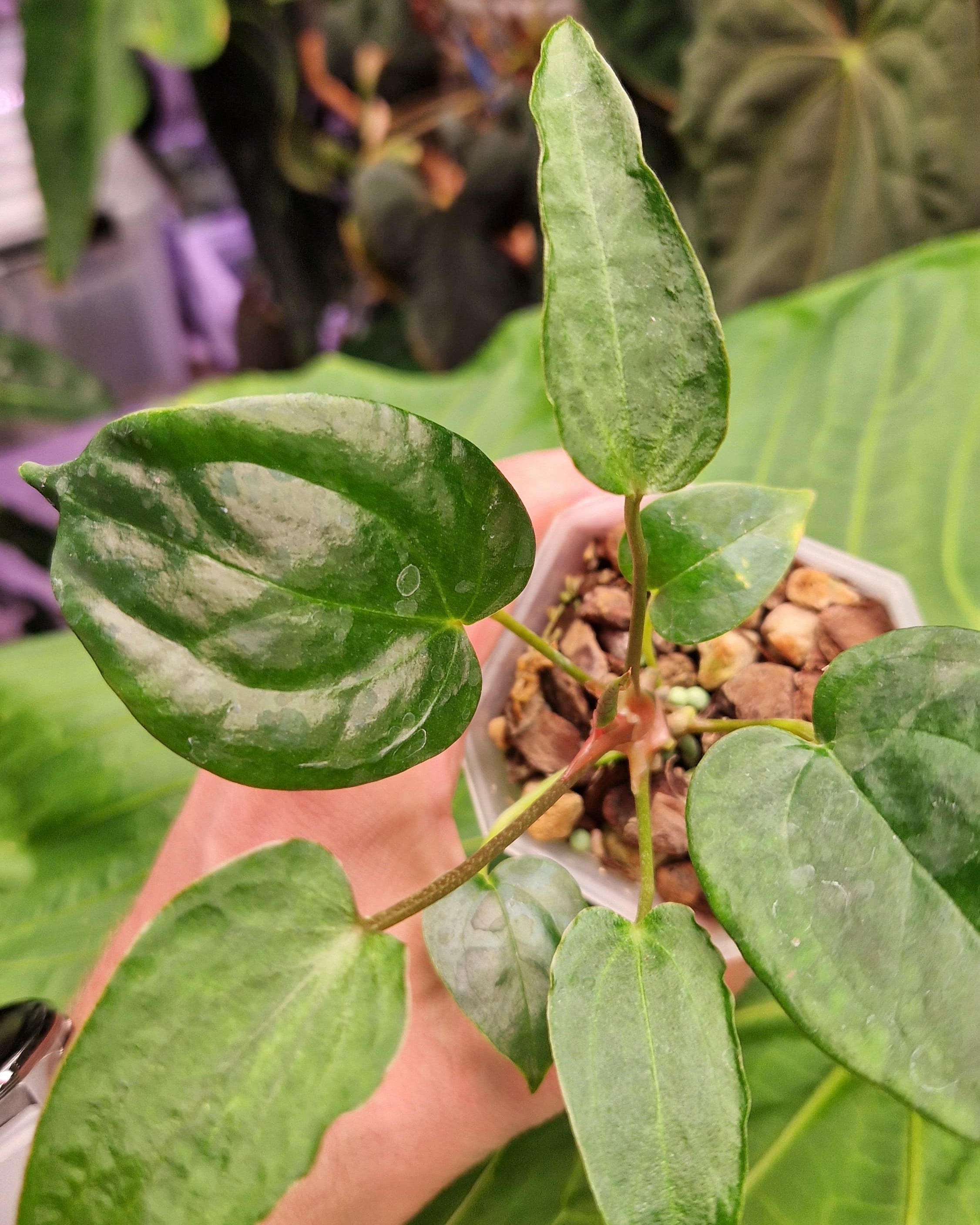 Anthurium Magnificum x Papillilaminum Daniel - Mutation
