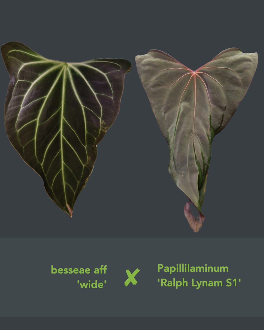 Anthurium besseae aff. Wide x papillilaminum Ralph Lynam S1