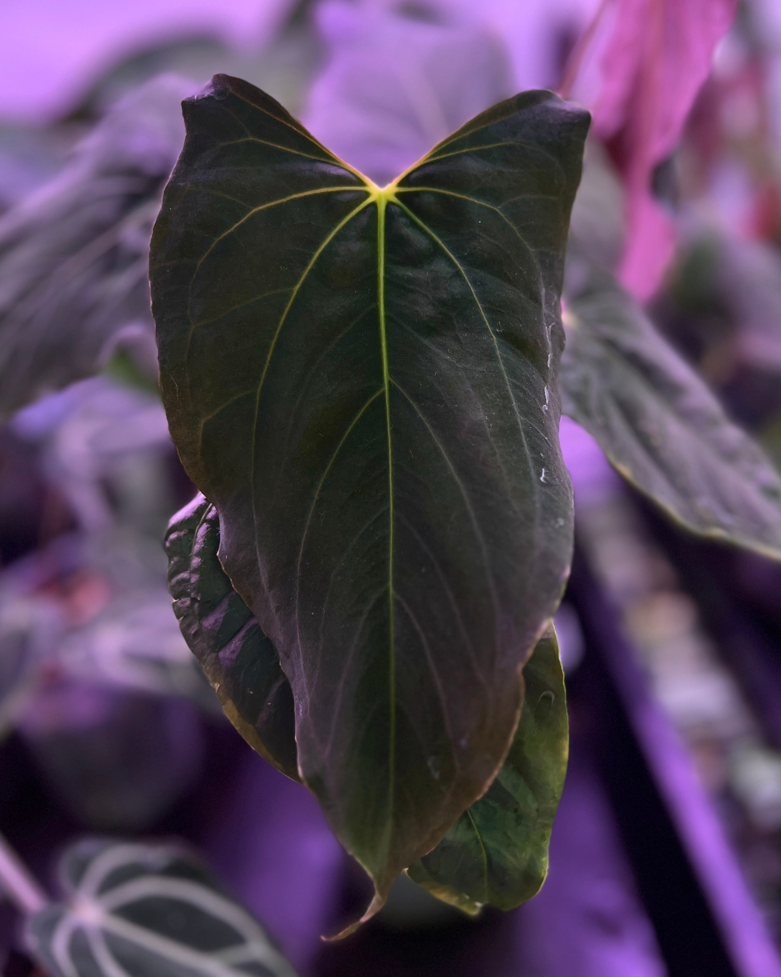 Anthurium papillilaminum Ralph Lynam S1 Wide Sinus