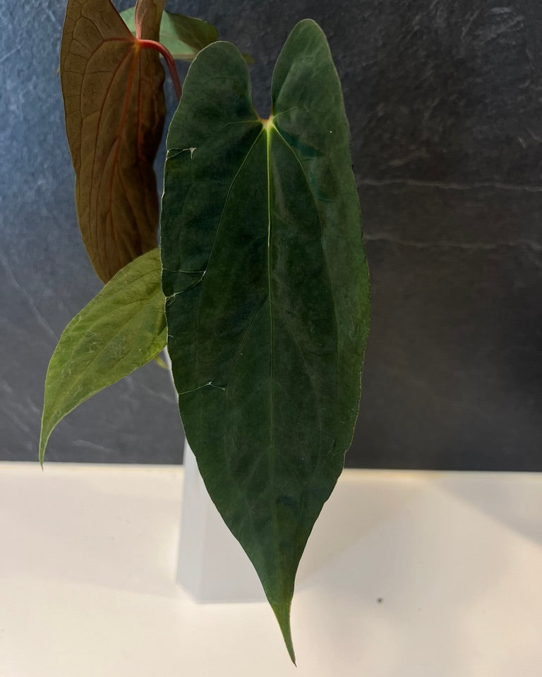 Anthurium papillilaminum Ralph Lynam S1