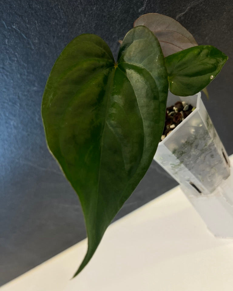 Anthurium Curandero
