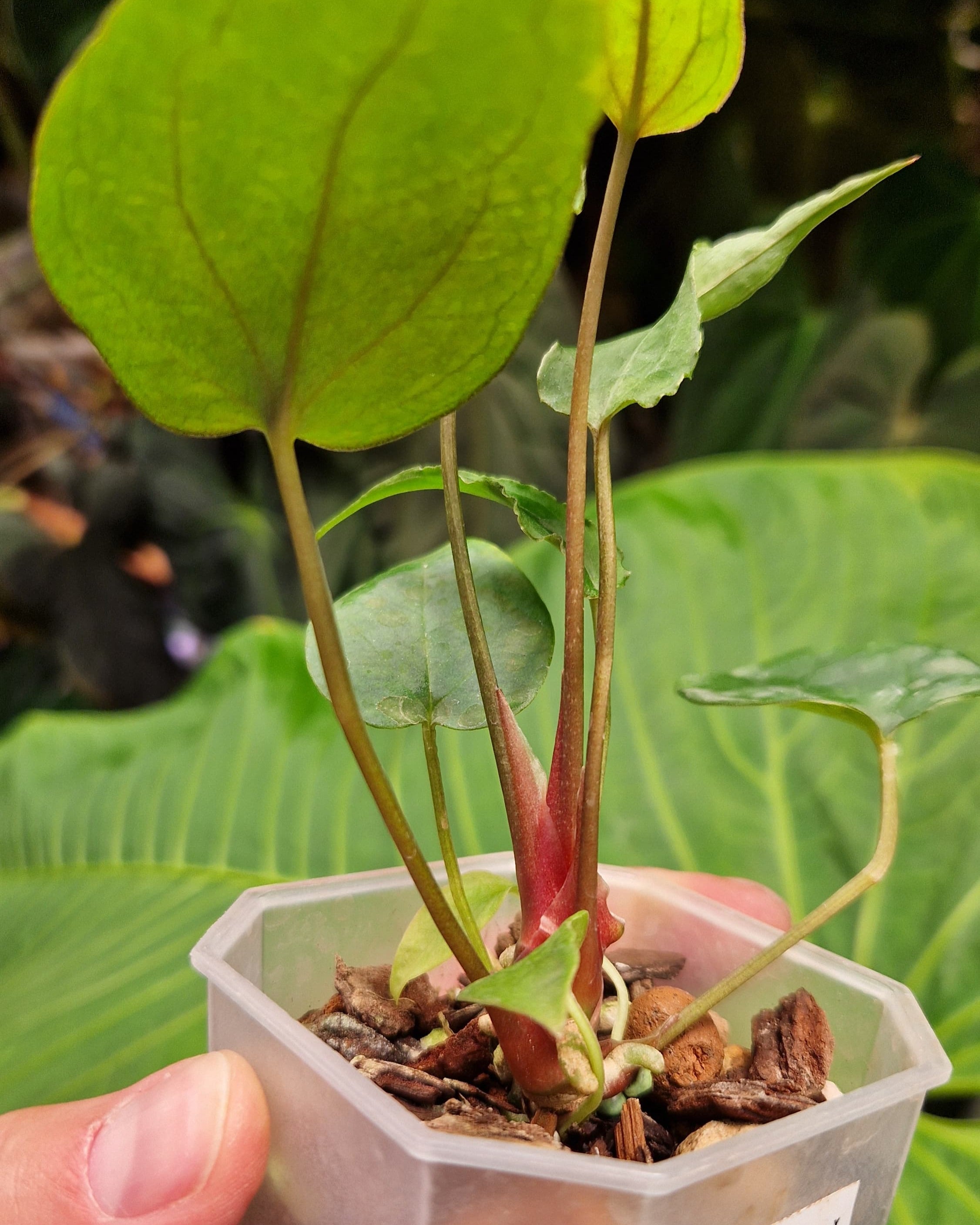 Anthurium Magnificum x Papillilaminum Daniel - Mutation