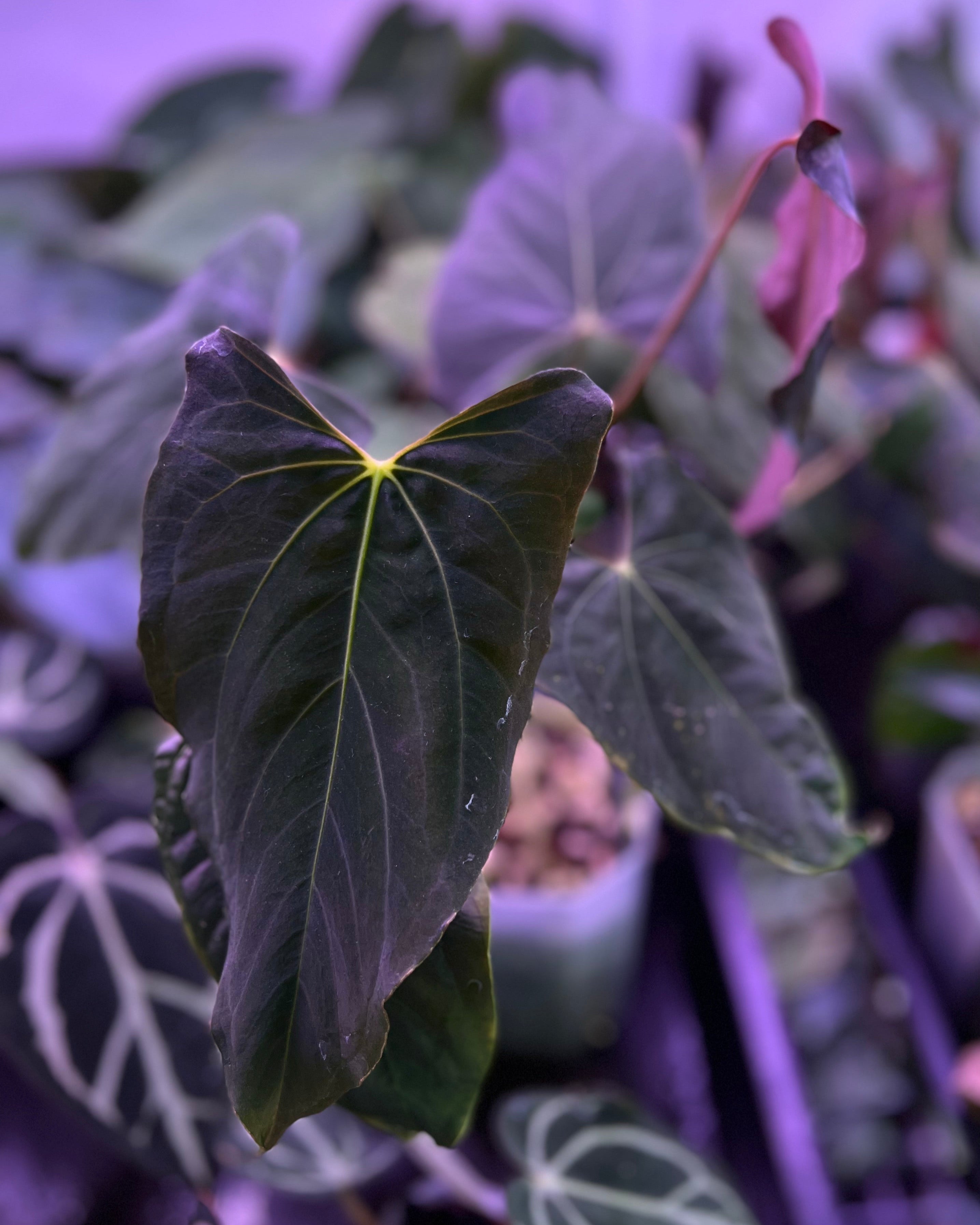 Anthurium papillilaminum Ralph Lynam S1 Wide Sinus