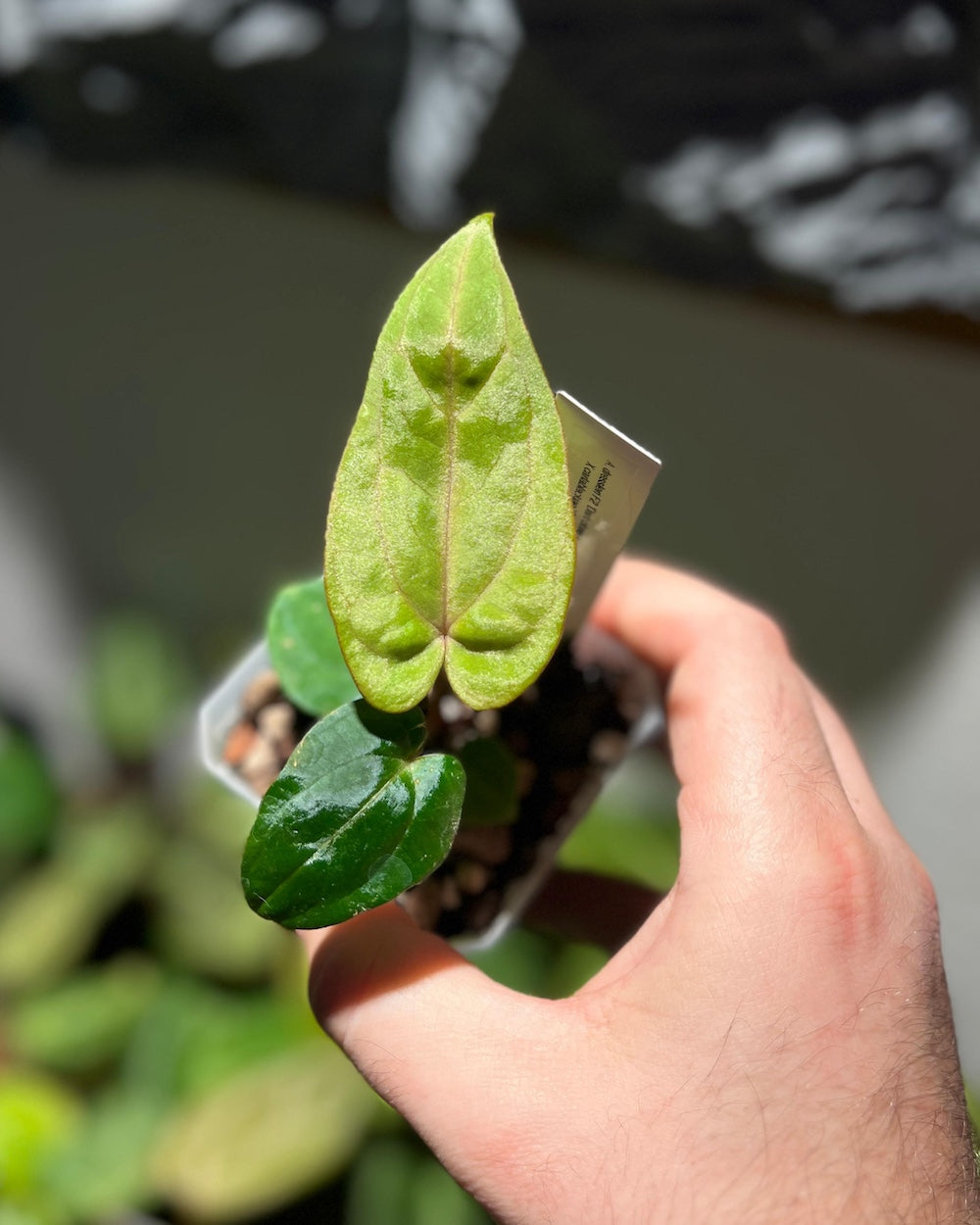 Anthurium dressleri RG F2 Dark Clone x carlablackiae GPH 001