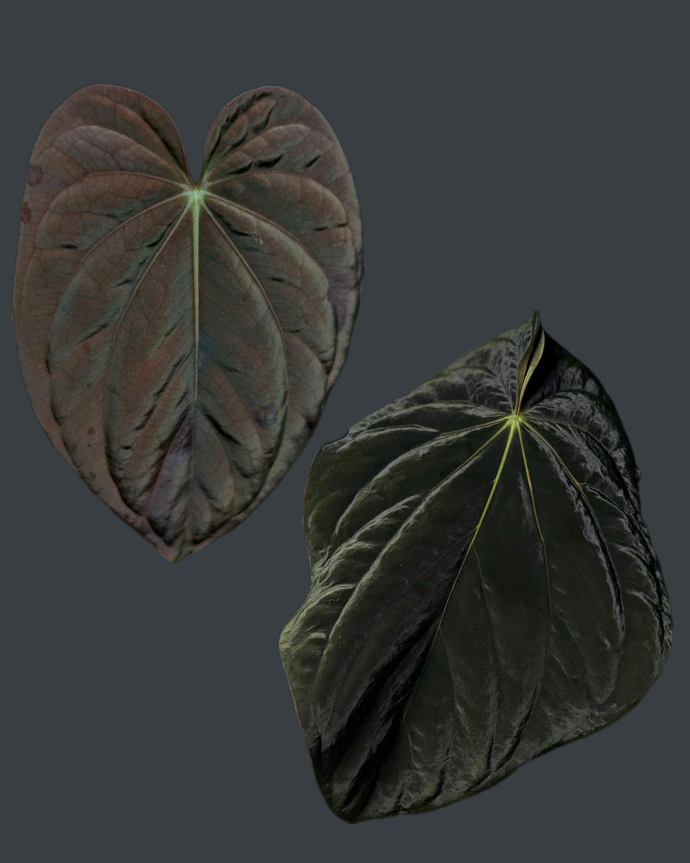 Anthurium antolakii (Round x Felix) x Felix