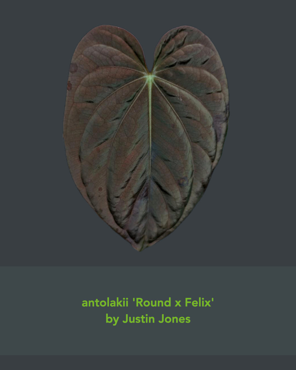 Anthurium antolakii (Round x Felix) x Felix