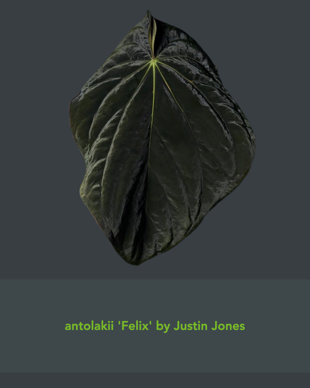 Anthurium antolakii (Round x Felix) x Felix