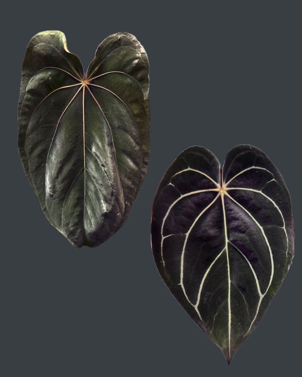 Anthurium dressleri NSE x carlablackiae RA8 (two plants in one pot?)
