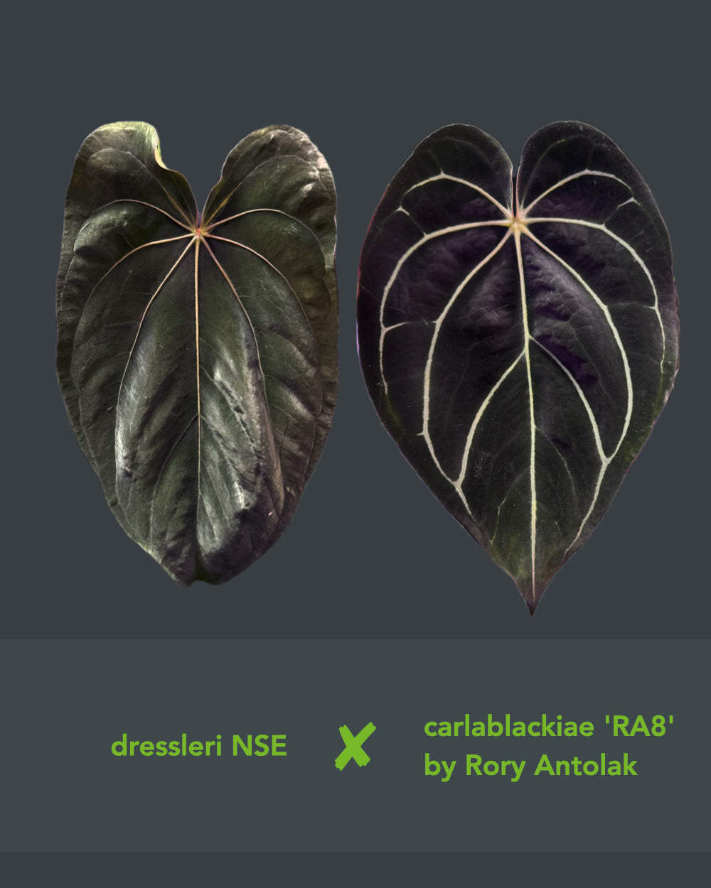 Anthurium dressleri NSE x carlablackiae RA8