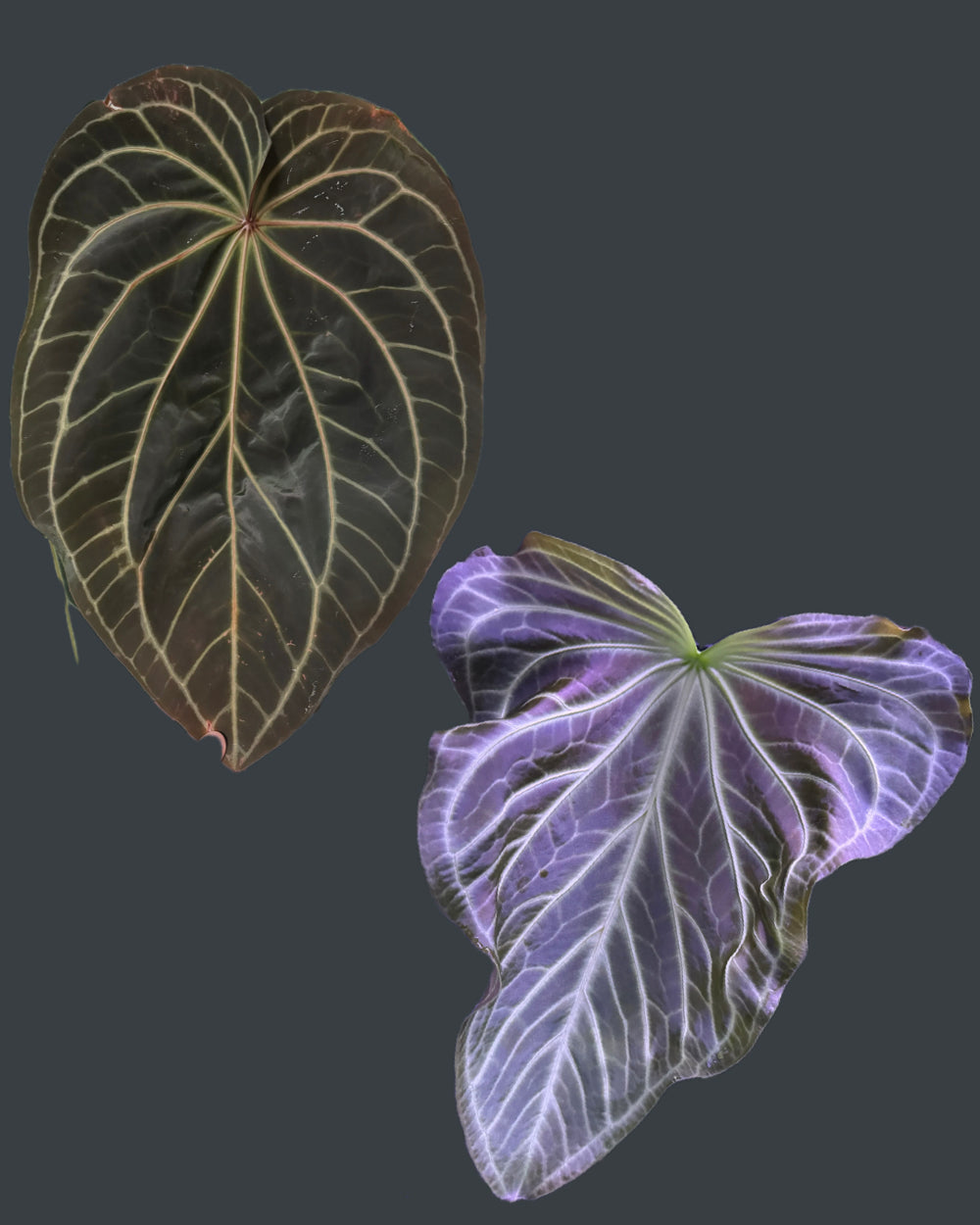 Anthurium NSE Bench Hybrid x crystallinum FTG S1