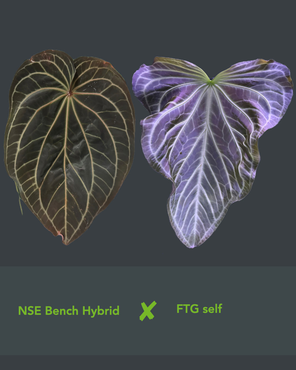 Anthurium NSE Bench Hybrid x crystallinum FTG S1