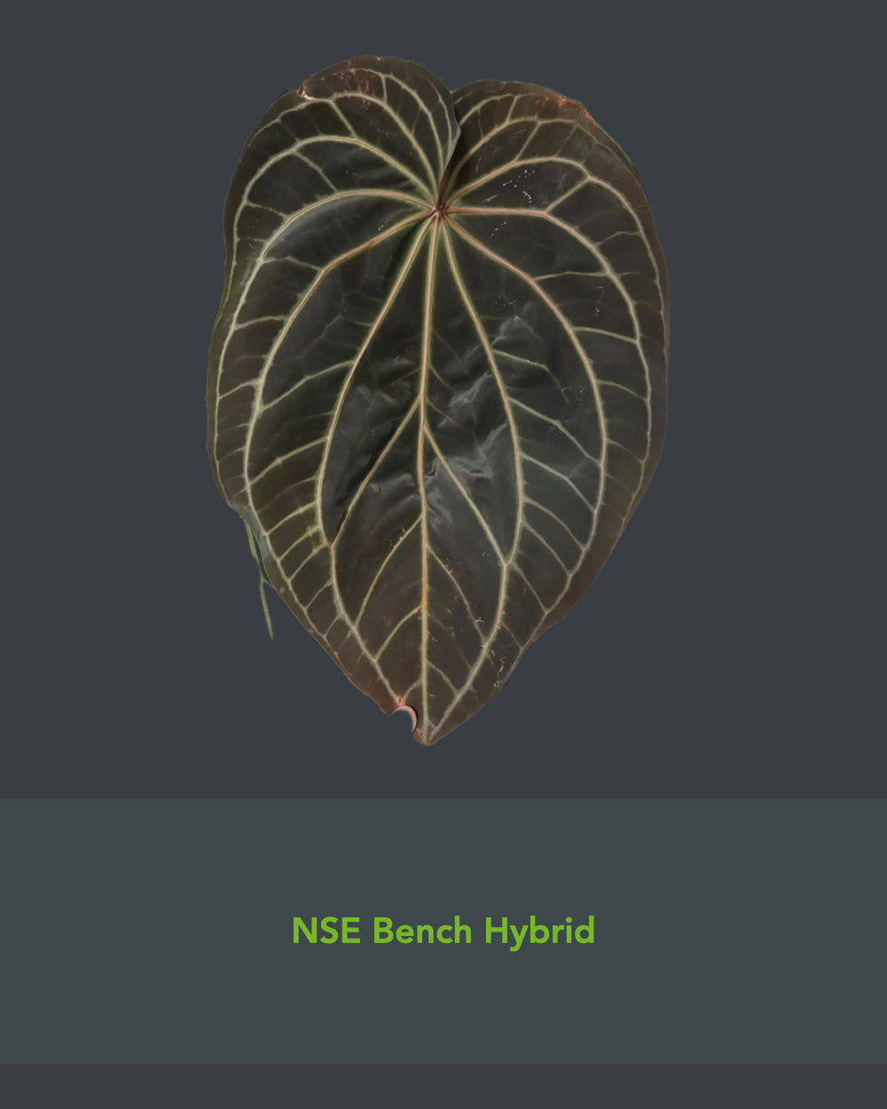 Anthurium NSE Bench Hybrid x crystallinum FTG S1