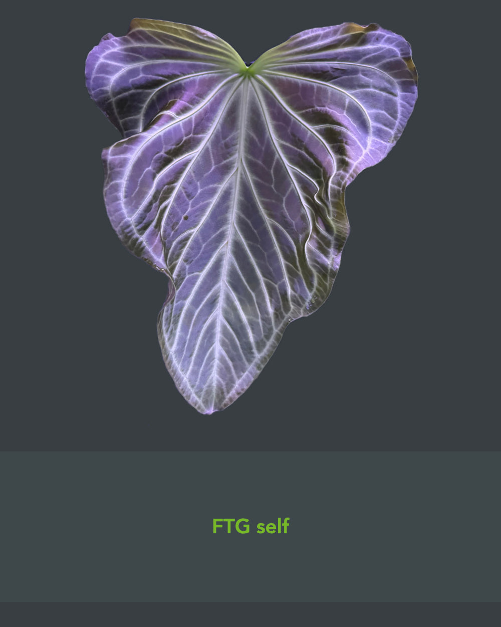 Anthurium NSE Bench Hybrid x crystallinum FTG S1