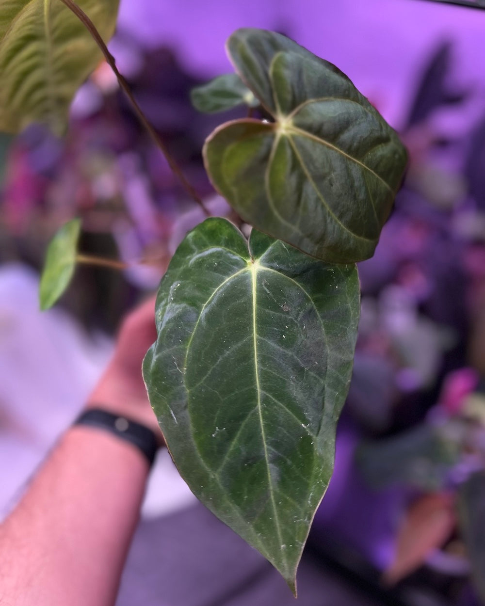 Anthurium papillilaminum RA6 X carlablackiae RA6x5