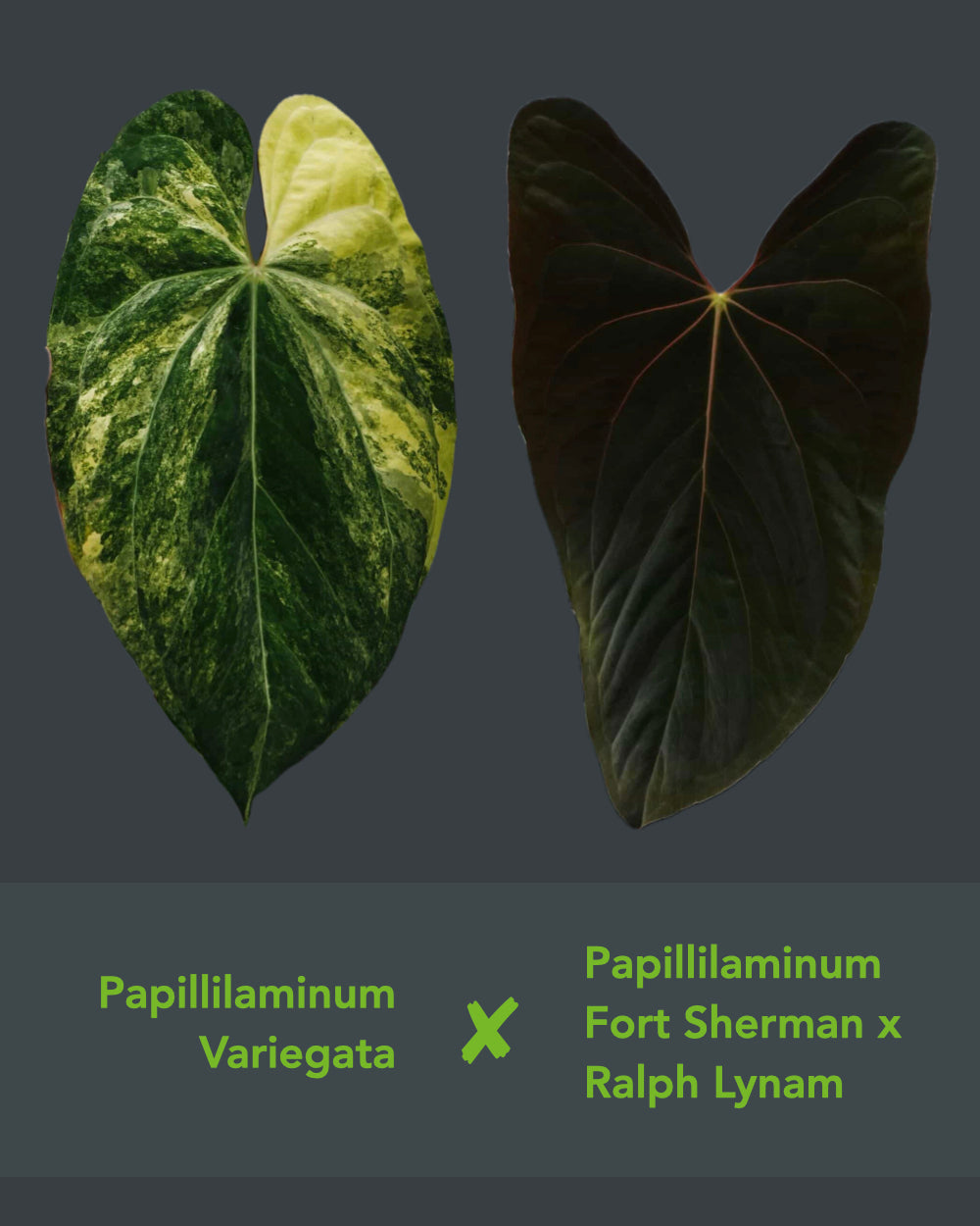 Papillilaminum Variegata x (Papillilaminum Fort Sherman x Ralph Lynam)