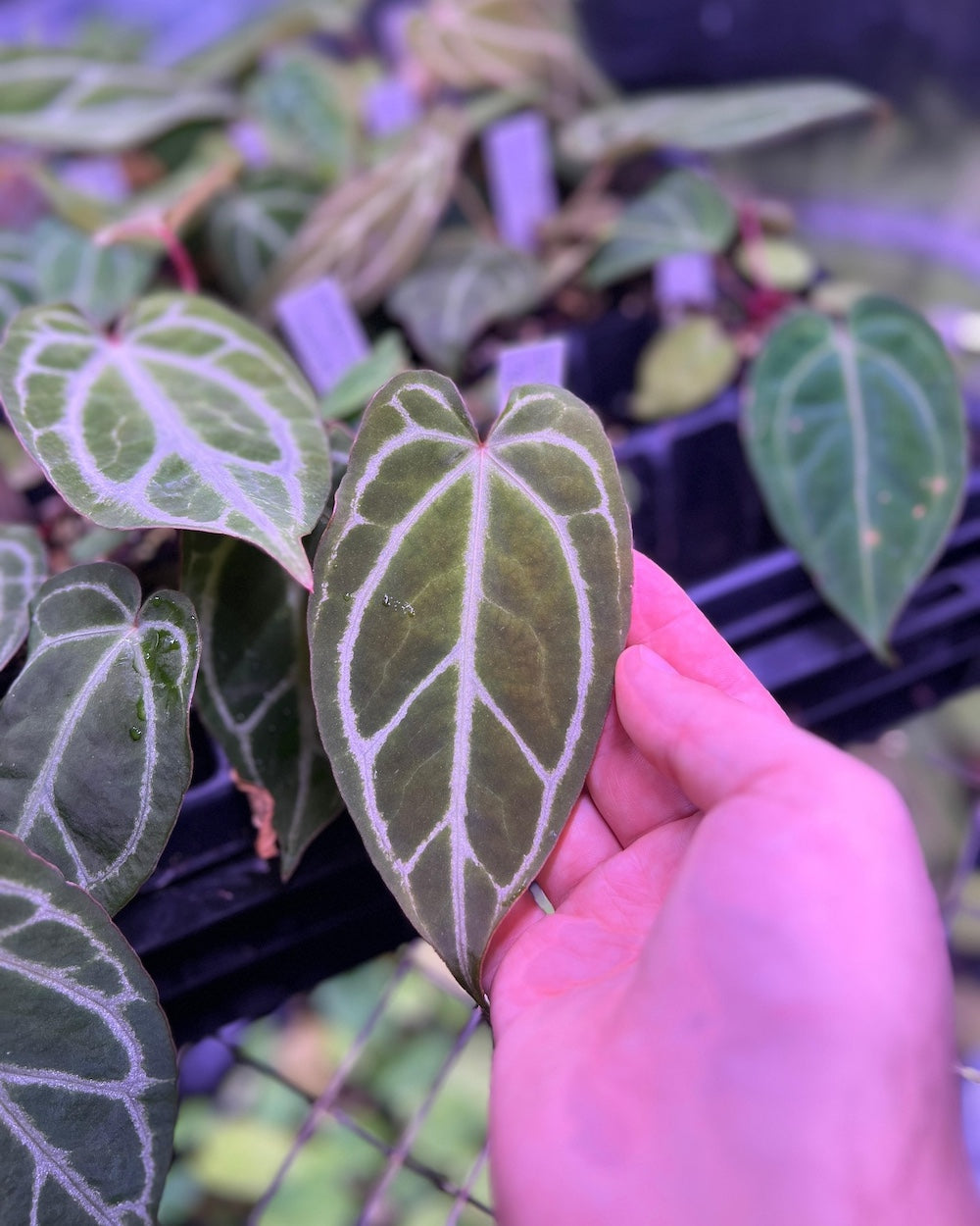 Anthurium NSE Bench Hybrid x crystallinum FTG S1