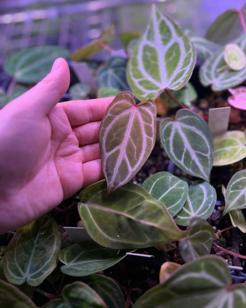 Anthurium NSE Bench Hybrid x crystallinum FTG S1