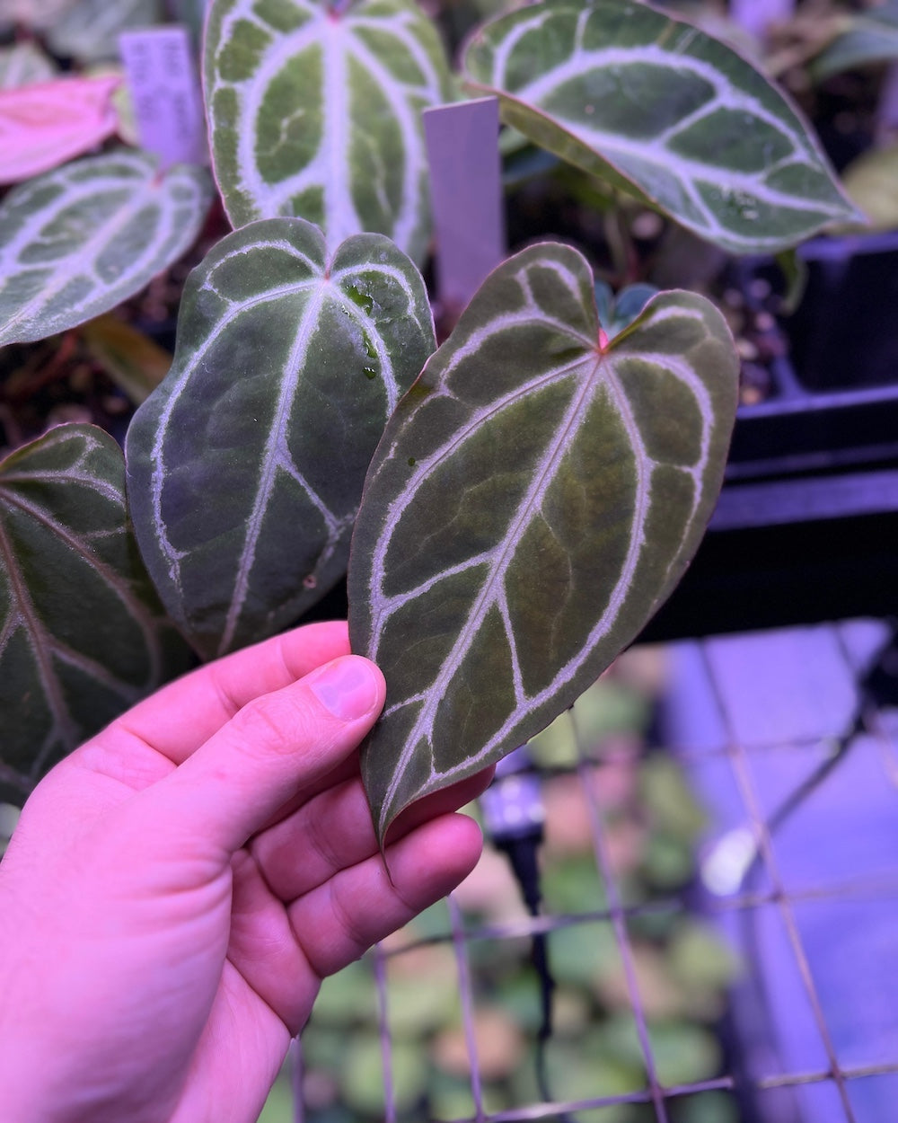 Anthurium NSE Bench Hybrid x crystallinum FTG S1