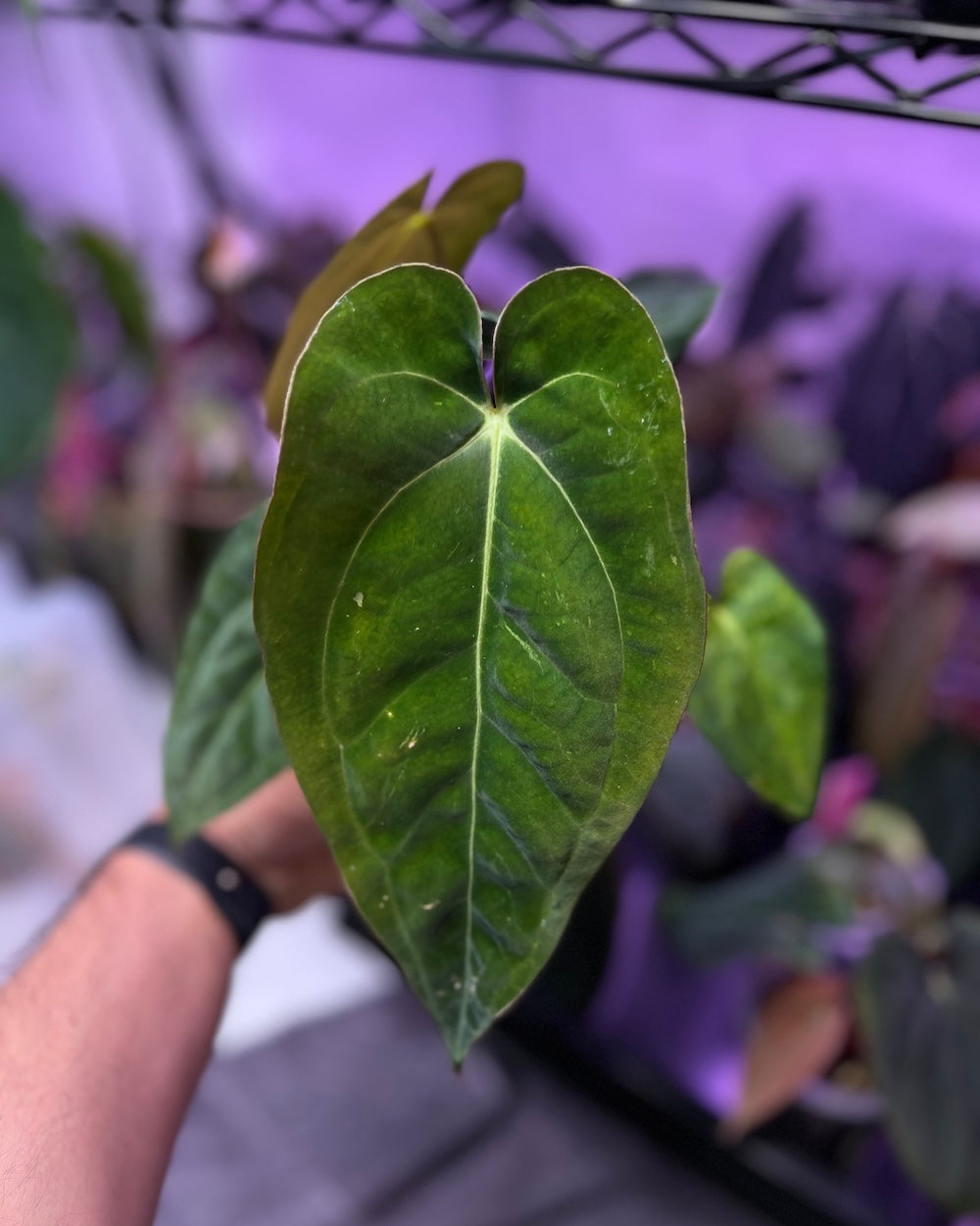 Anthurium papillilaminum RA6 X carlablackiae RA6x5