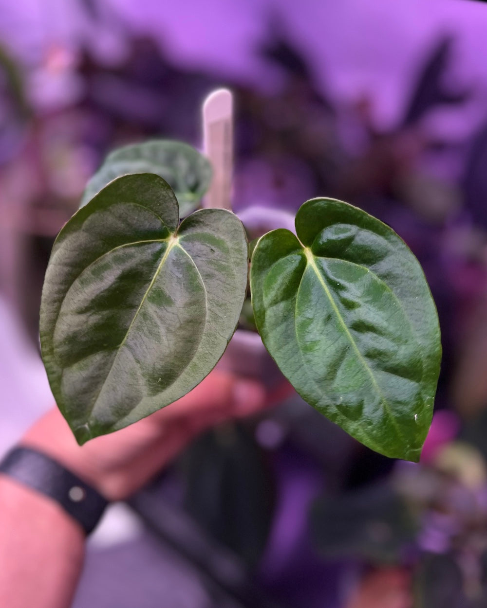 Anthurium papillilaminum RA6 X carlablackiae RA6x5