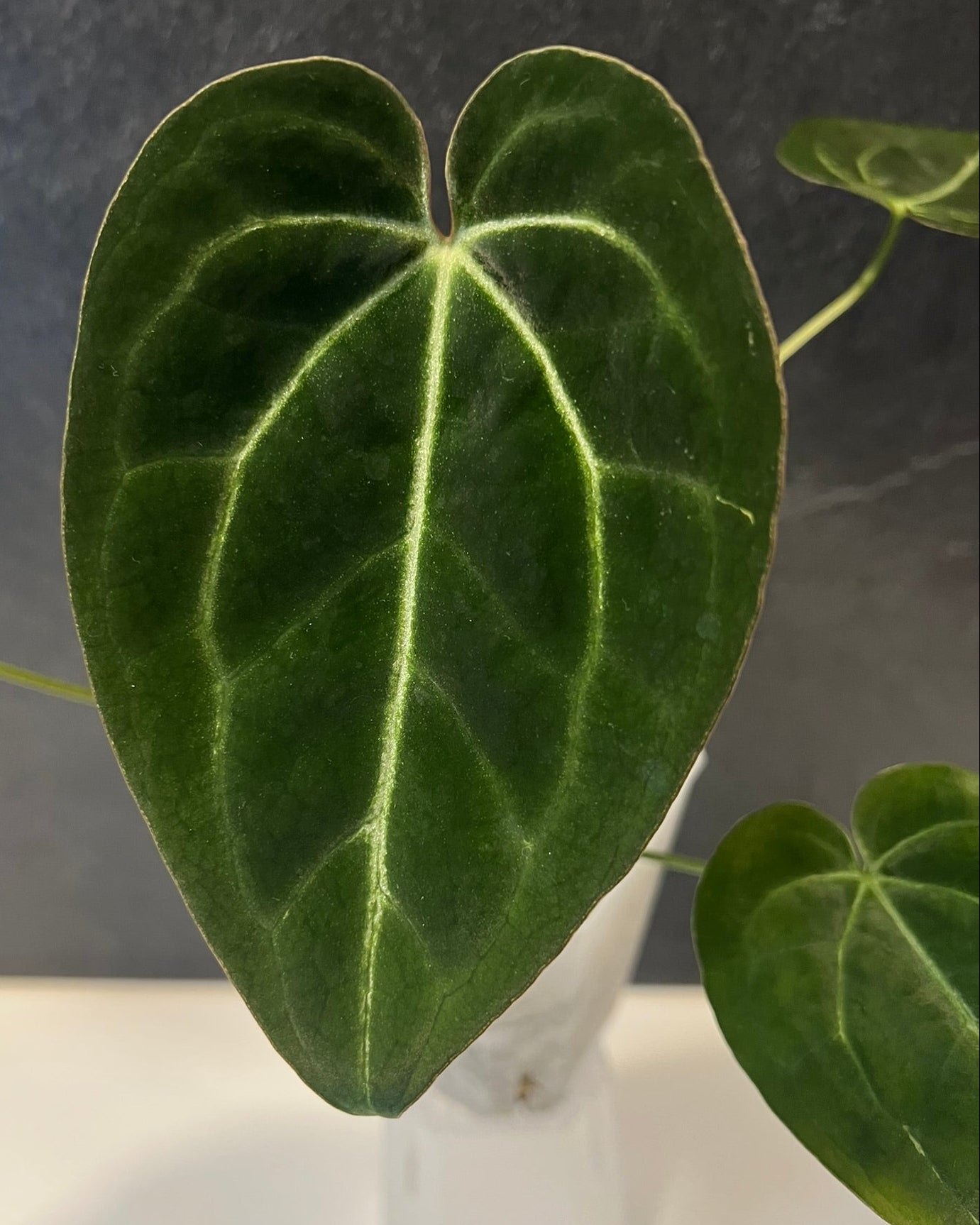 Anthurium Stripey x Odin