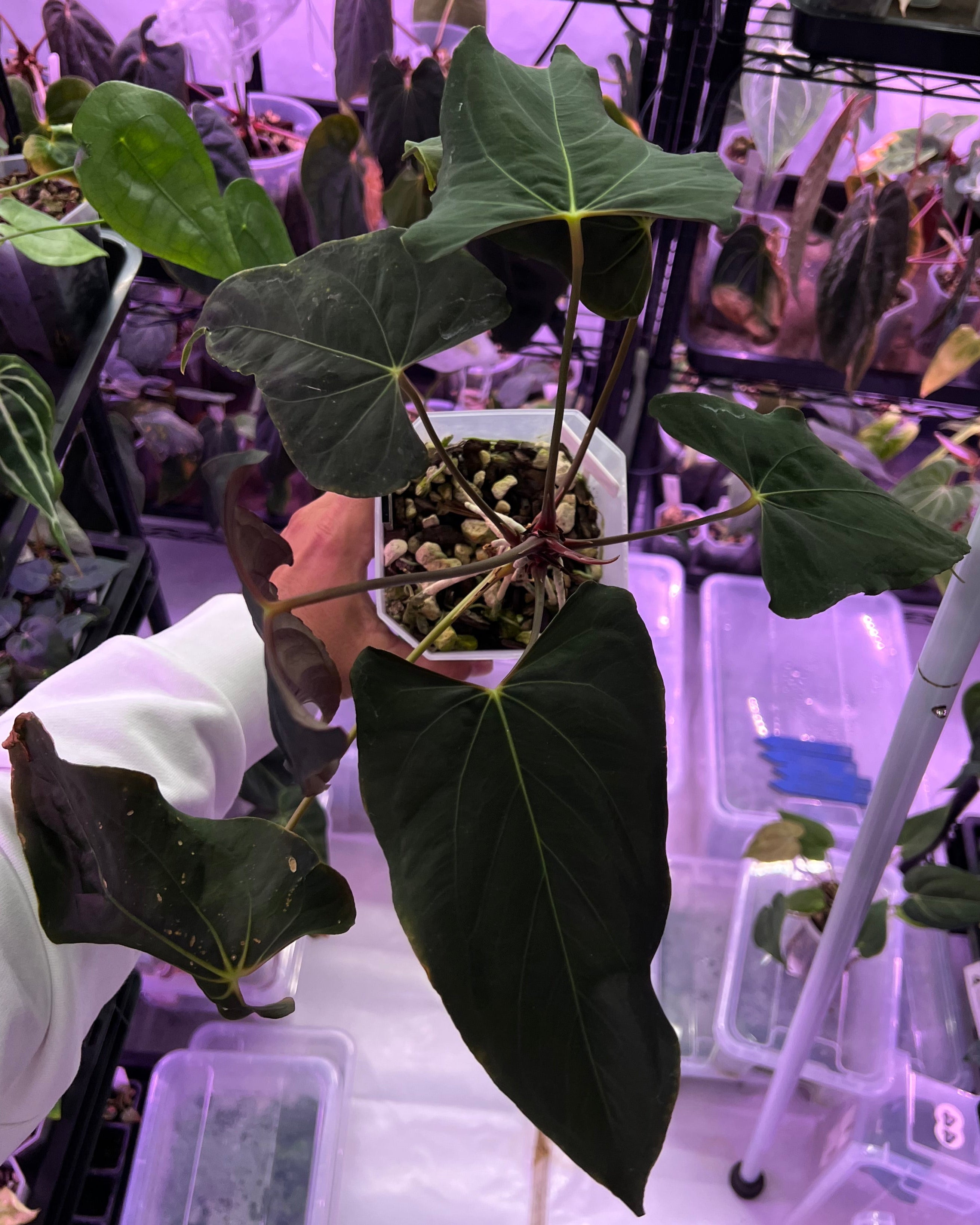 Anthurium papillilaminum Ralph Lynam S1 Wide Sinus
