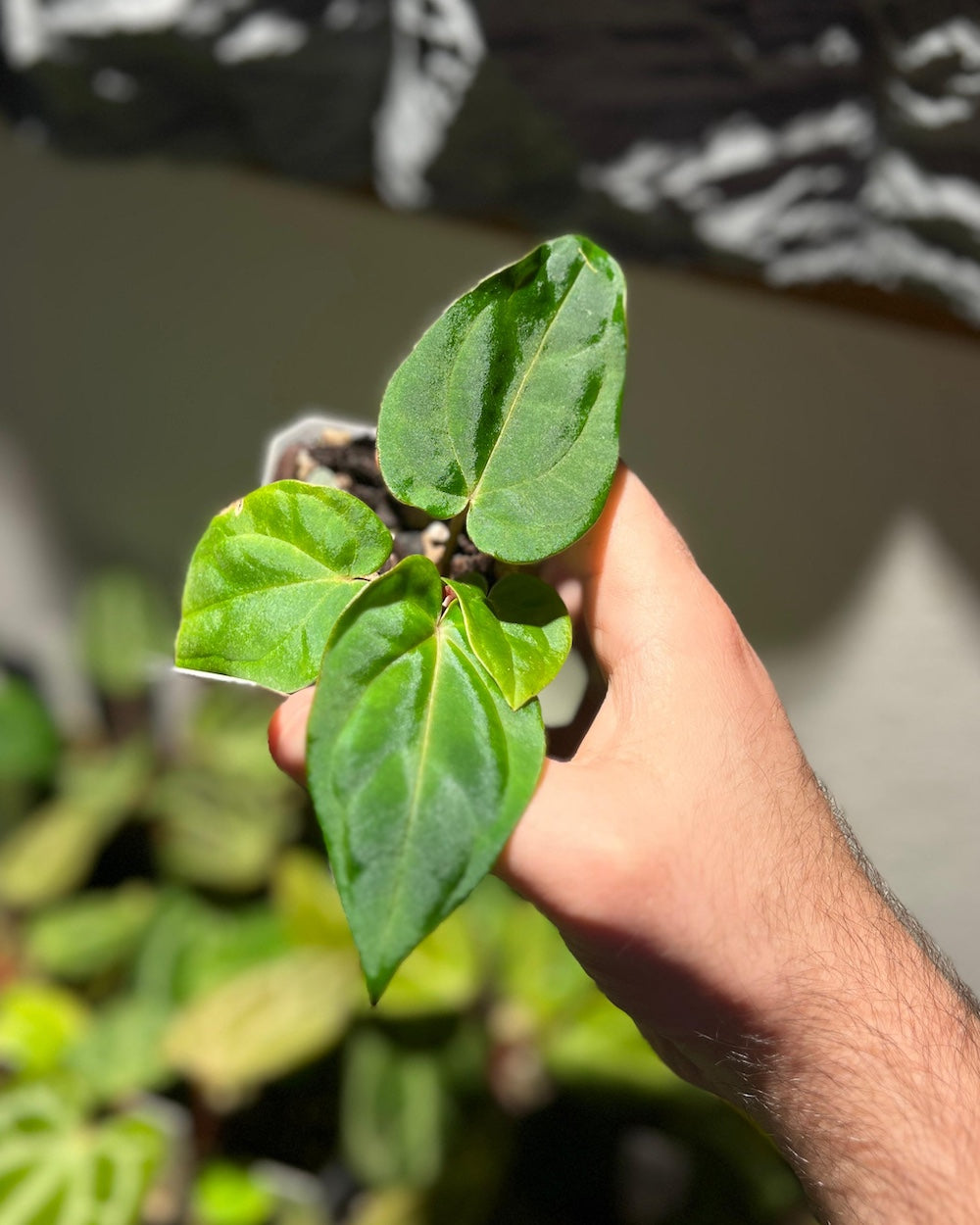 Anthurium dressleri RG F2 Dark Clone x carlablackiae GPH 001
