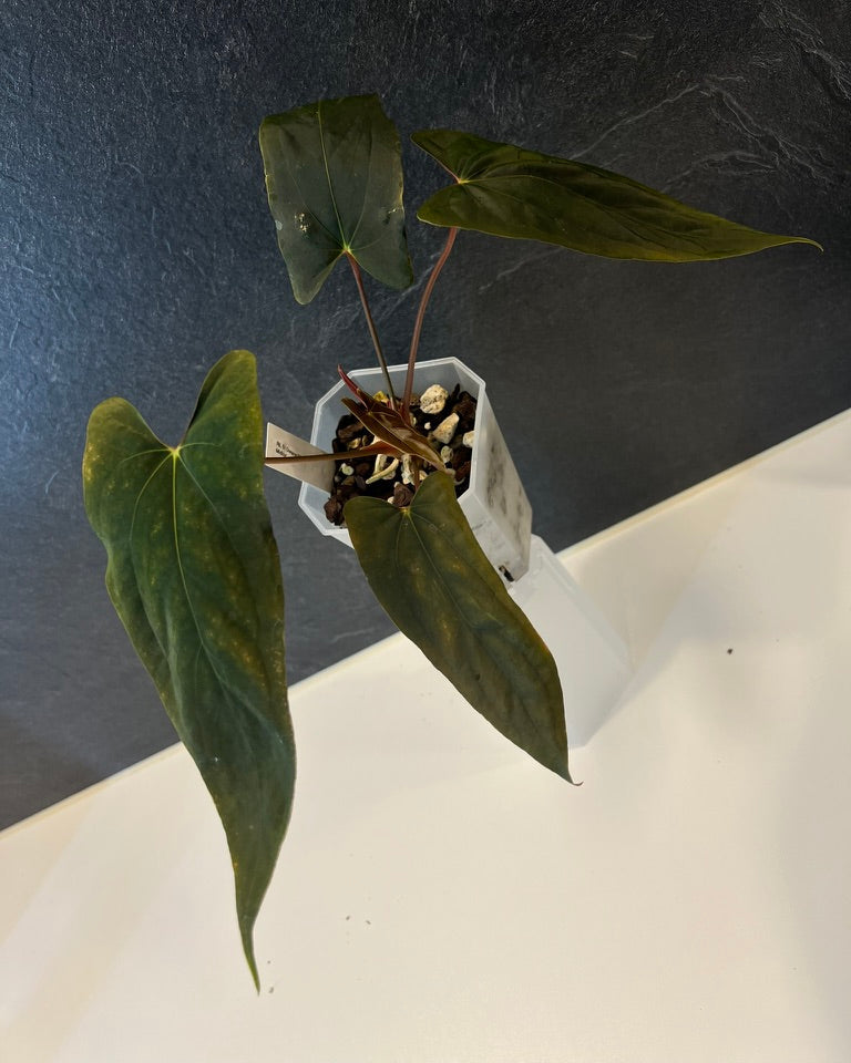 Anthurium papillilaminum Ralph Lynam S1