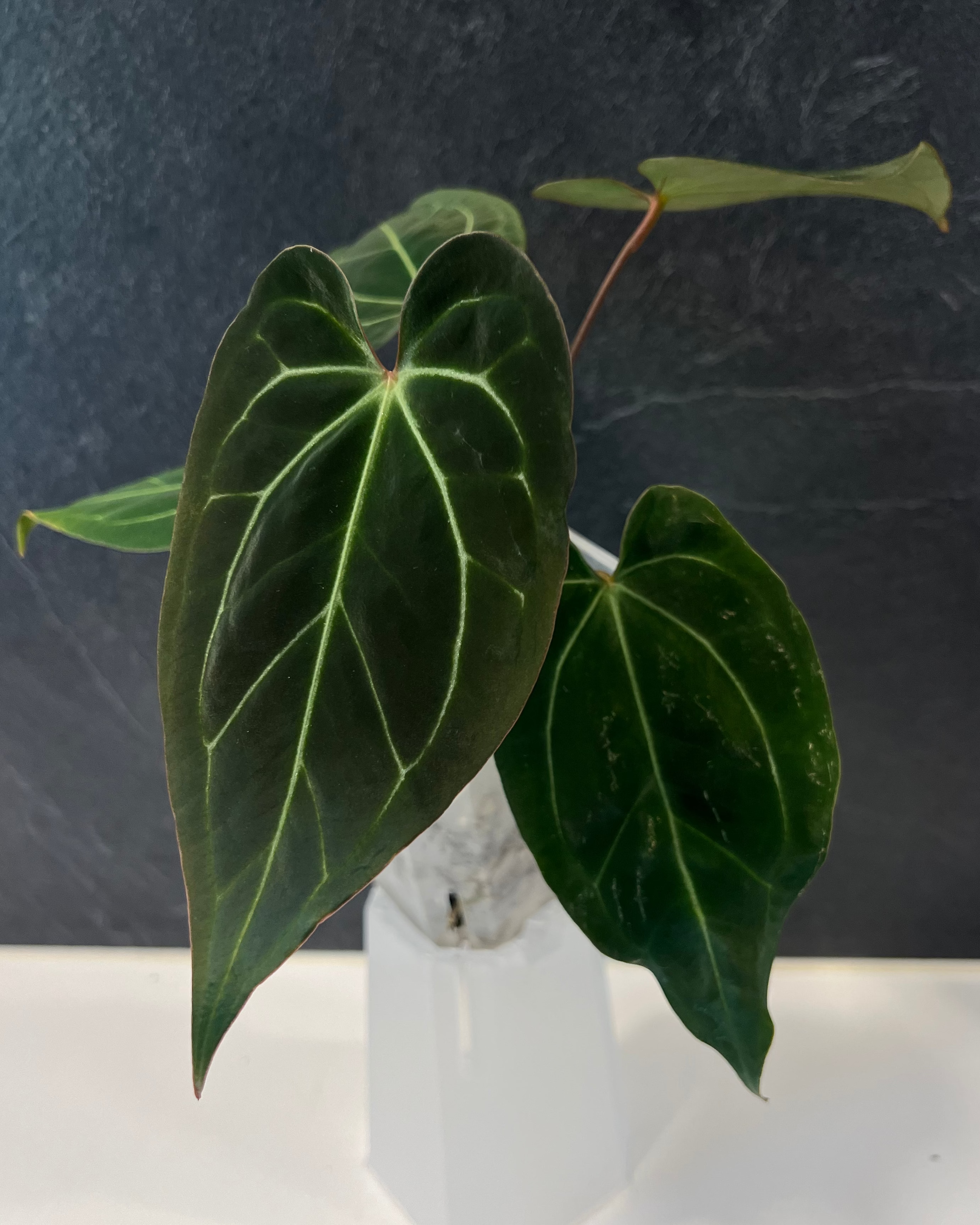 Anthurium besseae aff Wide Sinus x (antolakii Round x RA1)