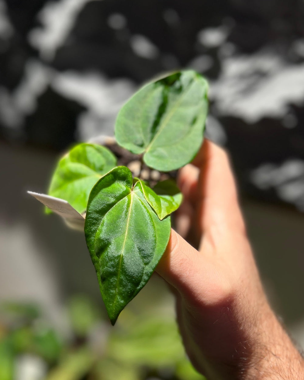 Anthurium dressleri RG F2 Dark Clone x carlablackiae GPH 001