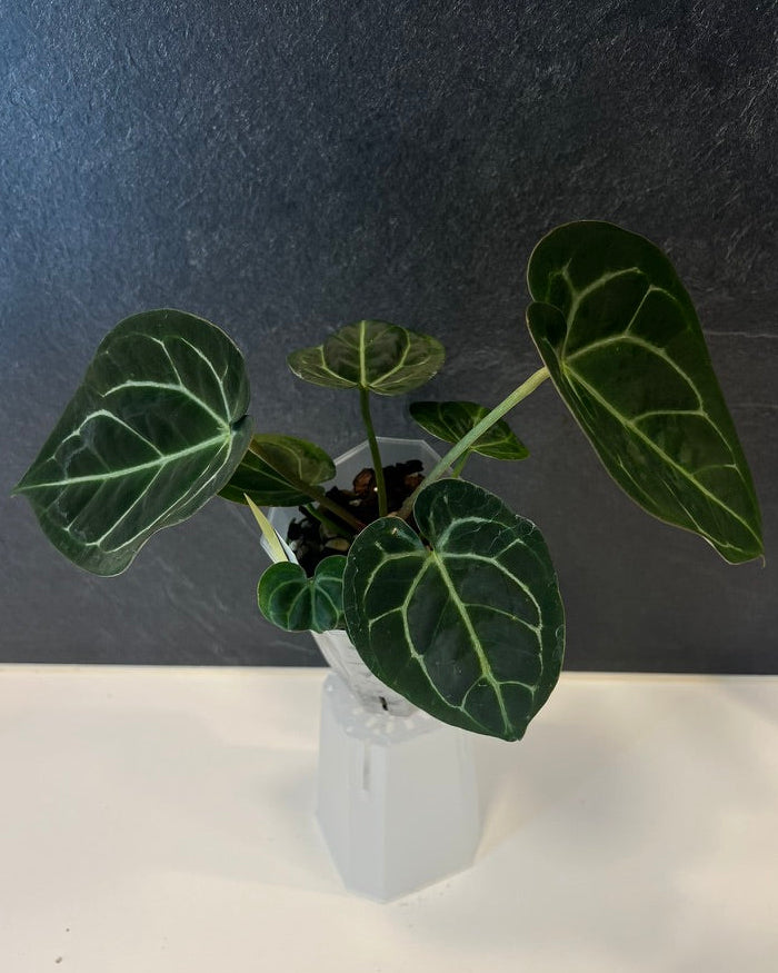 Anthurium (Black Widow x Michelle) x Odin