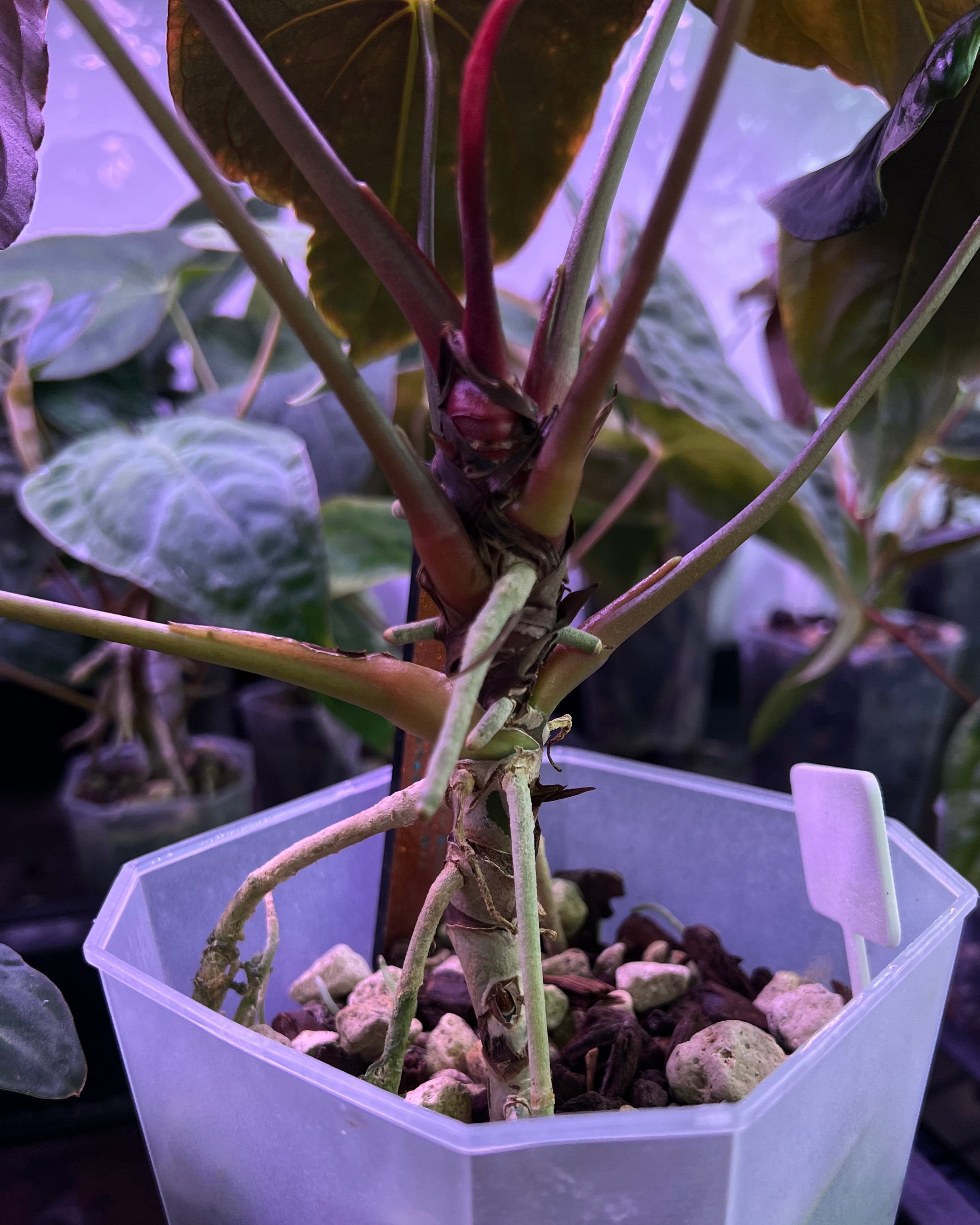 Anthurium papillilaminum Ralph Lynam S1 Wide Sinus