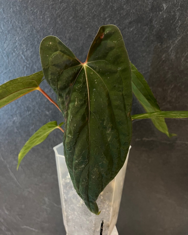 Anthurium papillilaminum Ralph Lynam S1