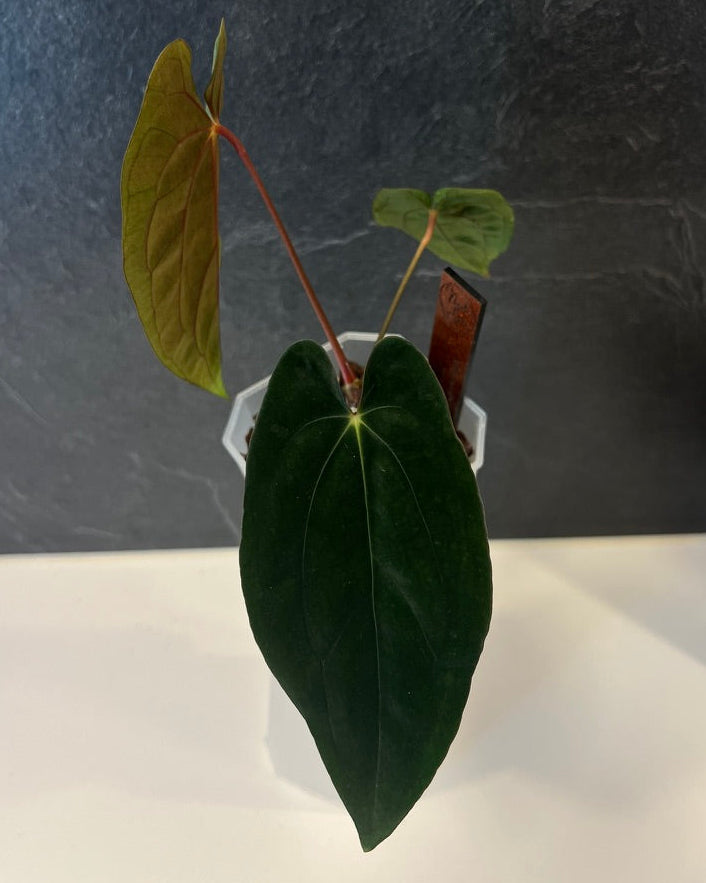 Anthurium papillilaminum Rick James S1