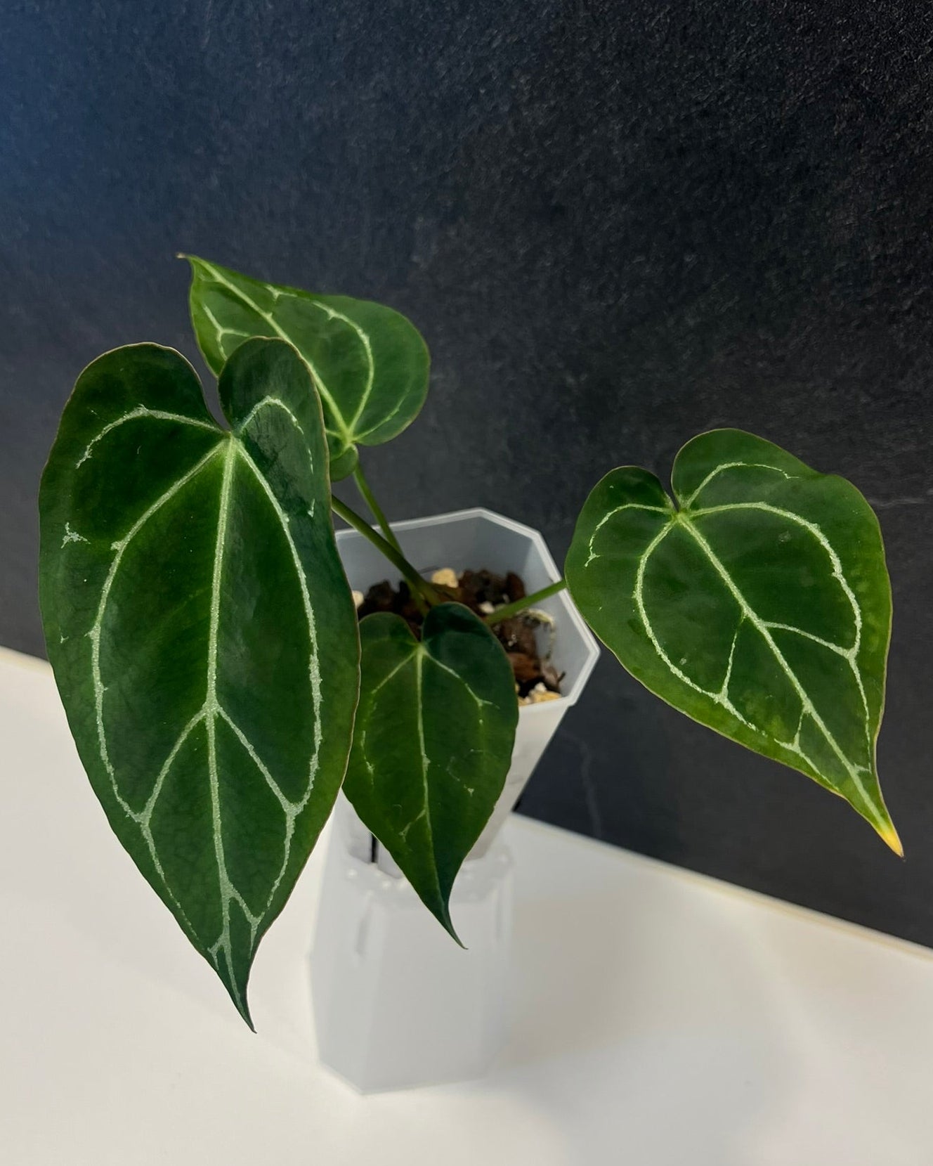 Anthurium Stripey x Odin