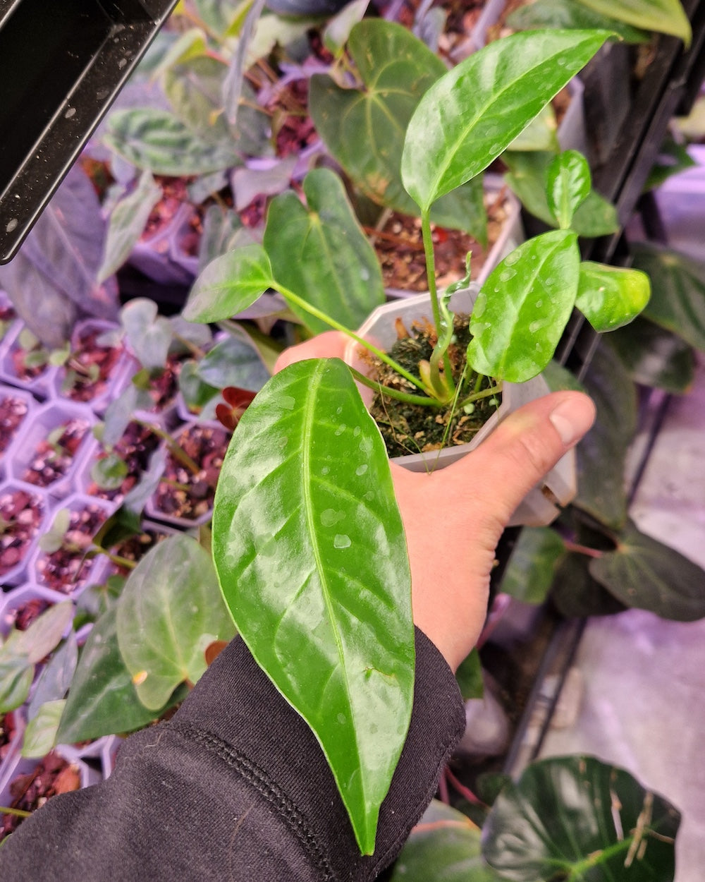 Anthurium salvinii