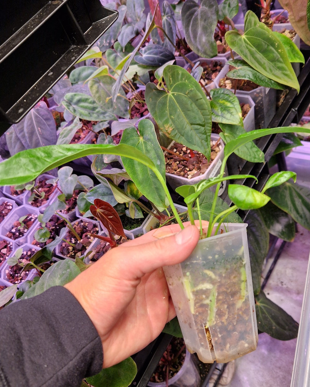 Anthurium salvinii