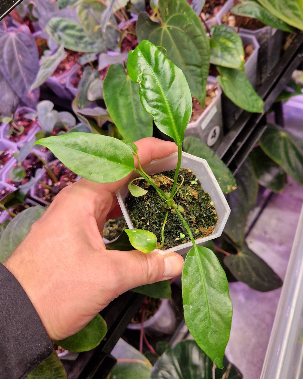 Anthurium salvinii