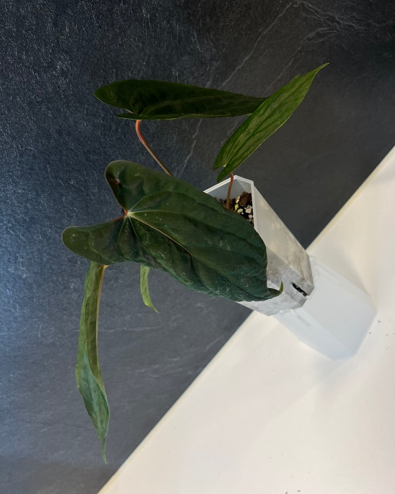 Anthurium papillilaminum Ralph Lynam S1