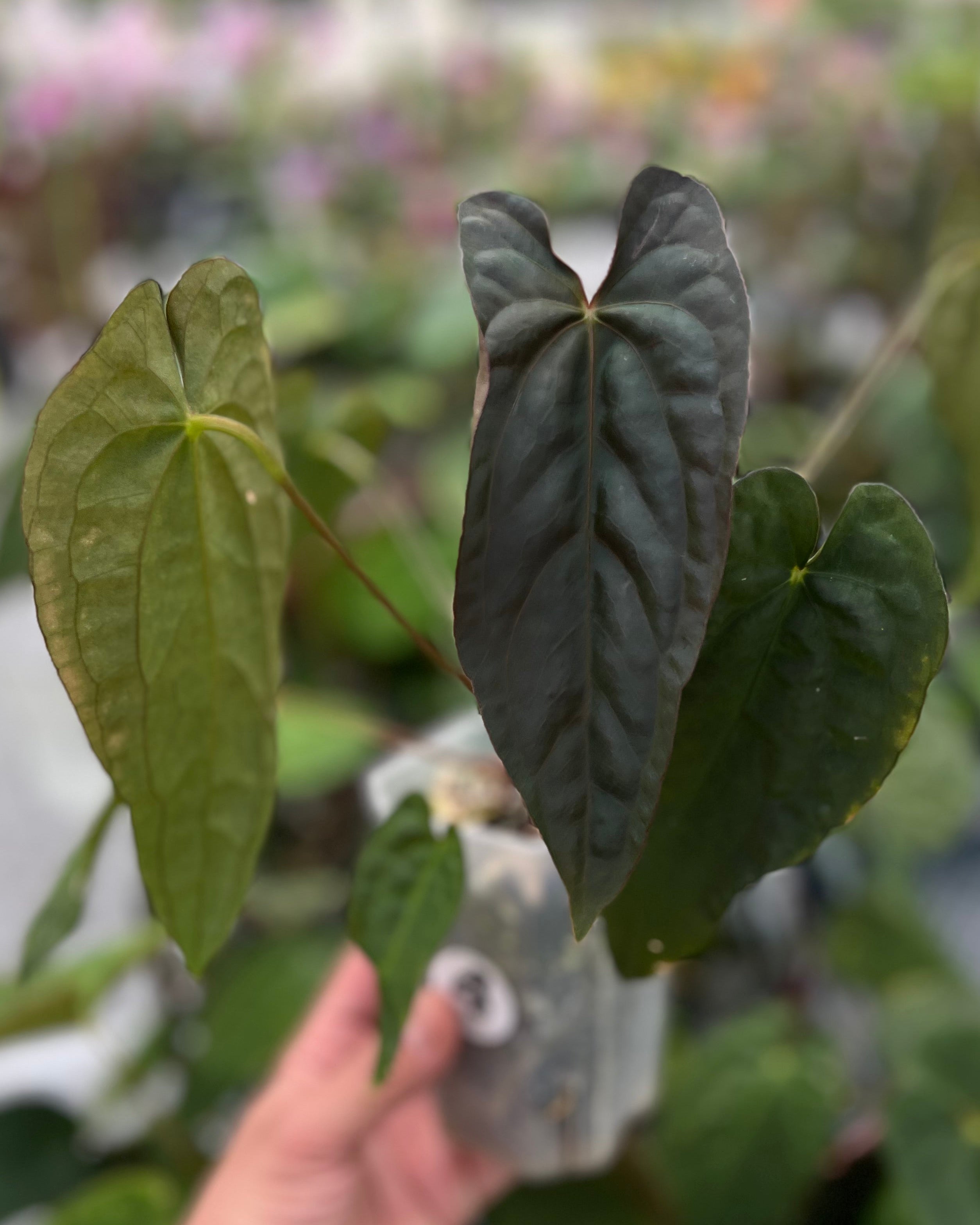 Anthurium Australian Lottery