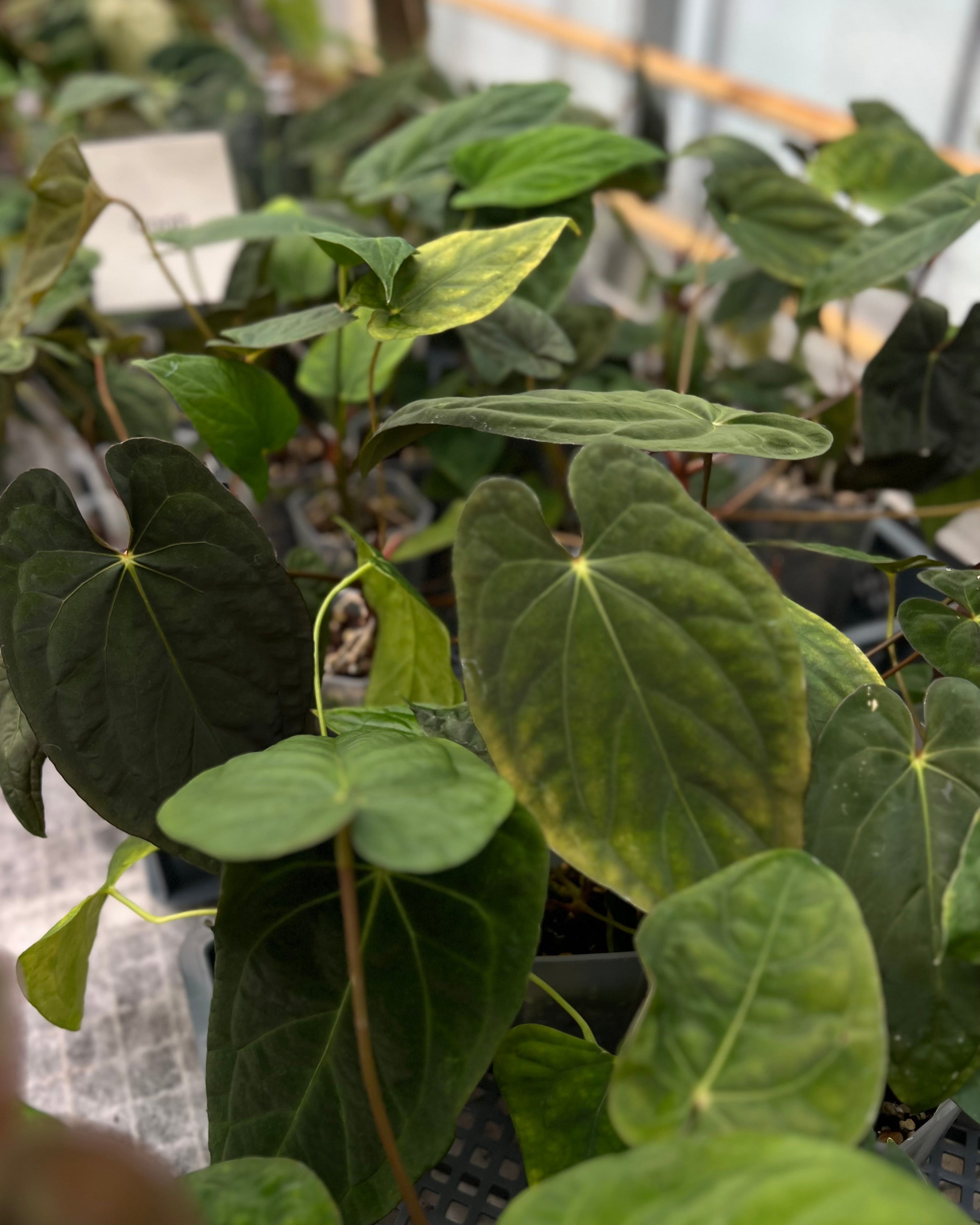 Anthurium Australian Lottery