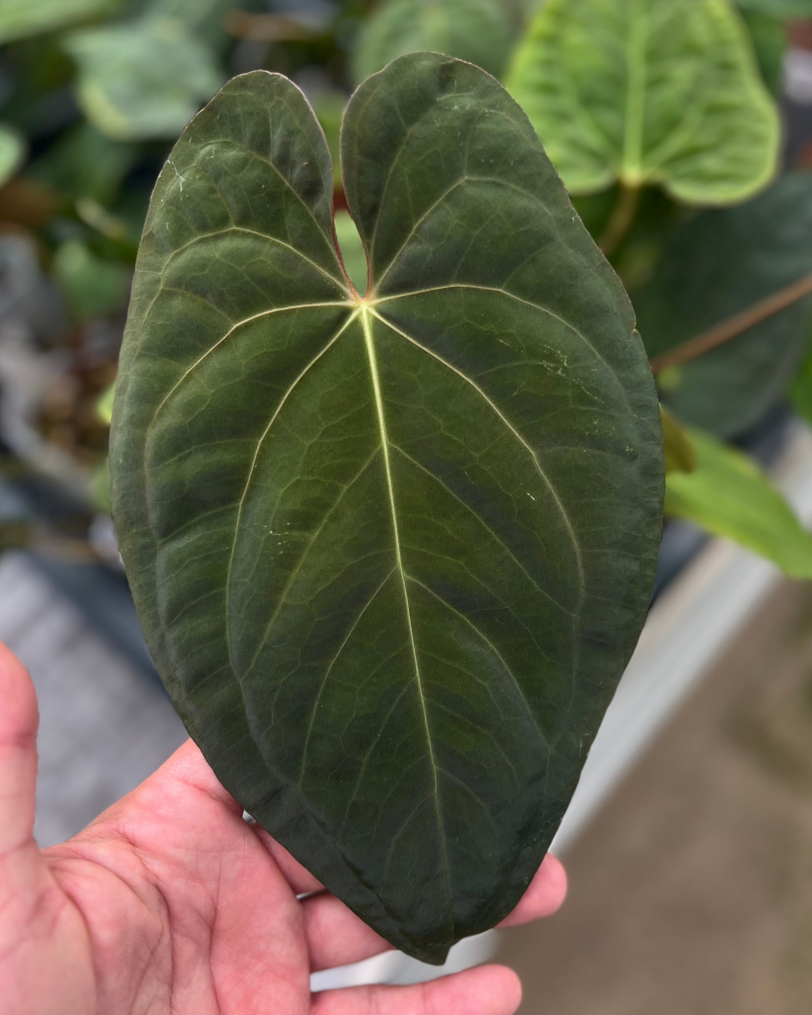 Anthurium Australian Lottery