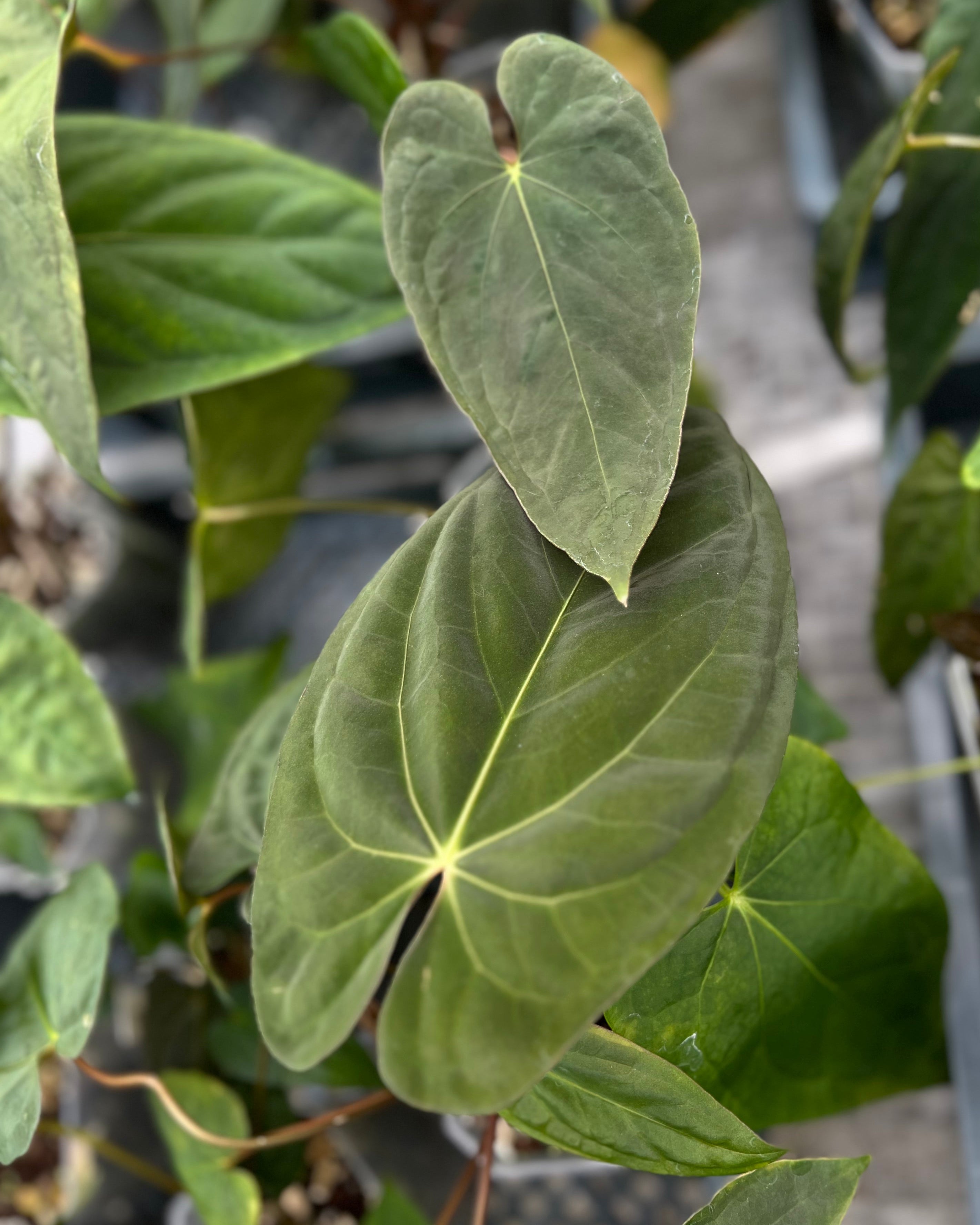 Anthurium Australian Lottery