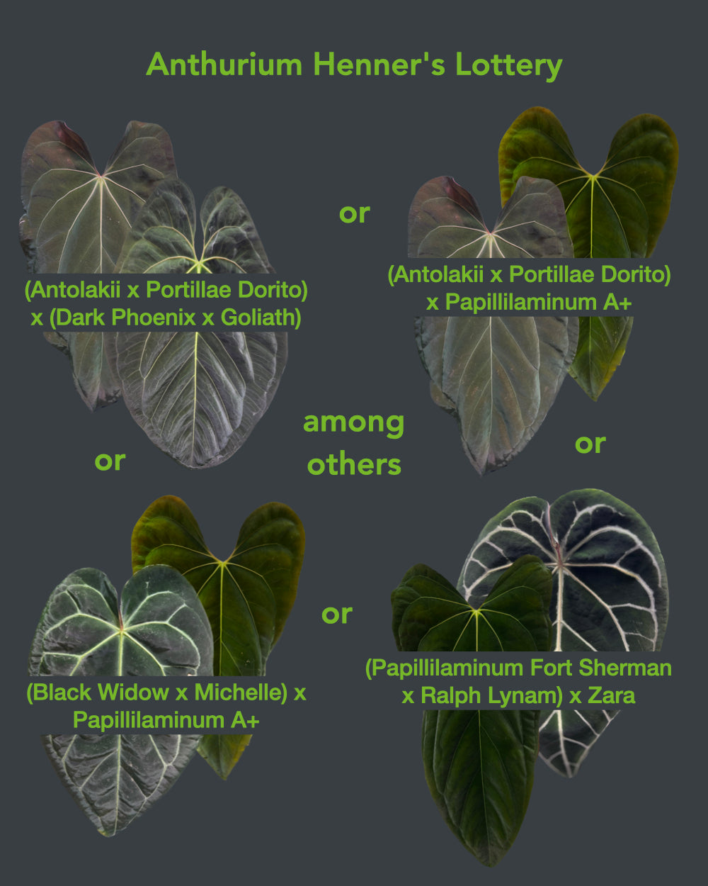 Anthurium Henner's Lottery